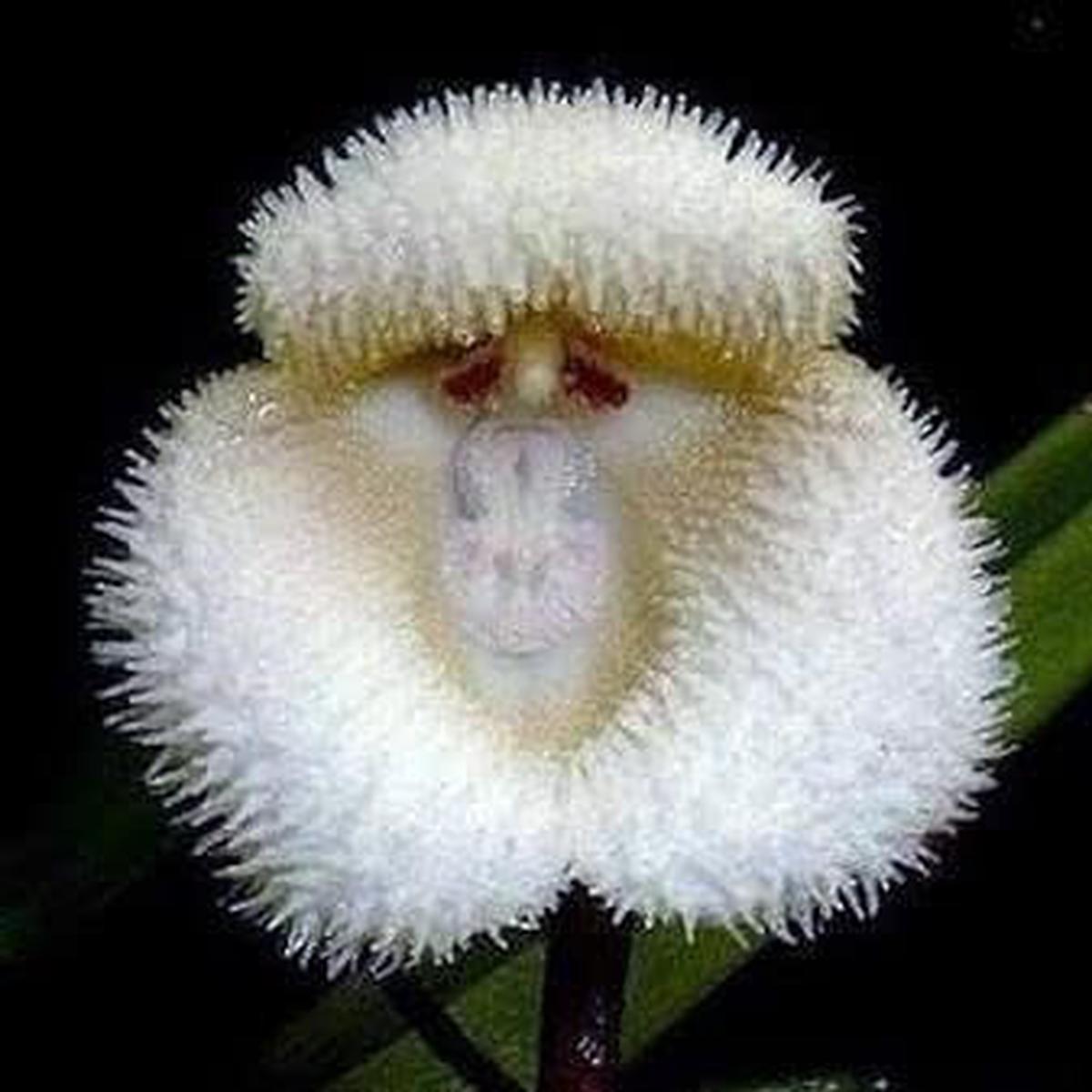 White Monkey Face Orchid Flower Seeds for Planting  Heirloom, Non-GMO, High Germination Organic Garden Seeds