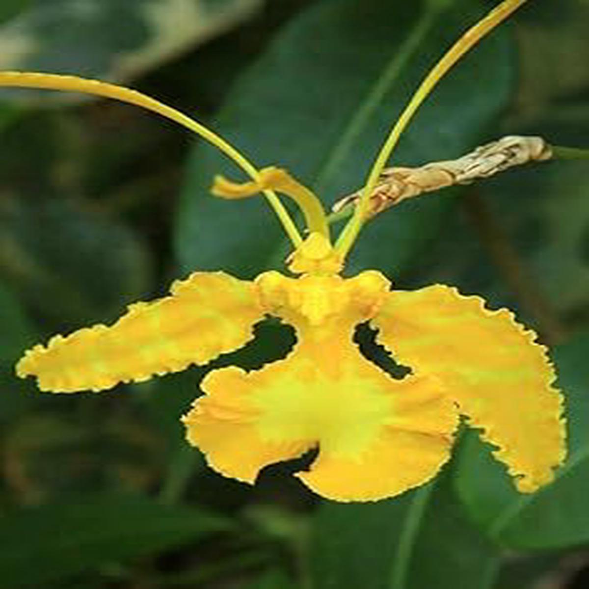 Butterfly Orchid Flower Seeds for Planting  Heirloom, Non-GMO, High Germination Organic Garden Seeds