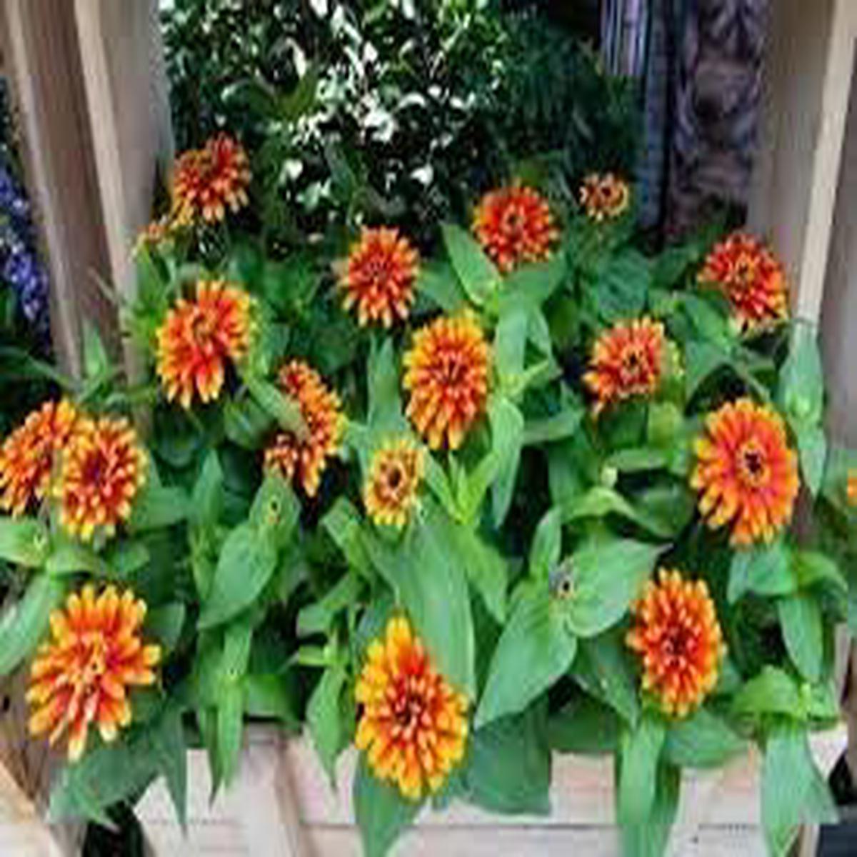 Zowie Flower Seeds for Planting  Non-GMO Heirloom Organic Garden Seeds, High Germination