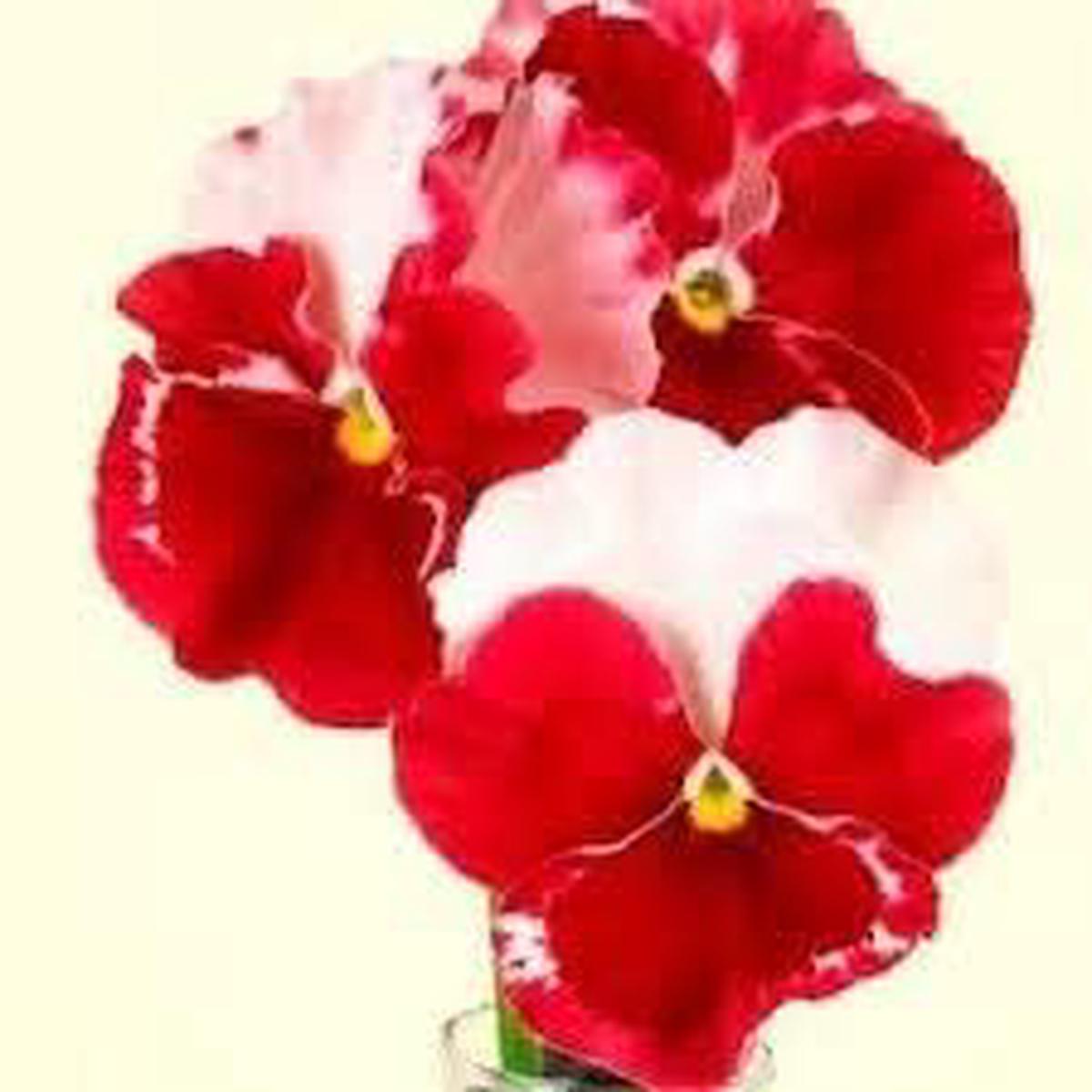Red White Pansy Seeds for Planting Heirloom Non-GMO Organic Flower Seeds, High Germination
