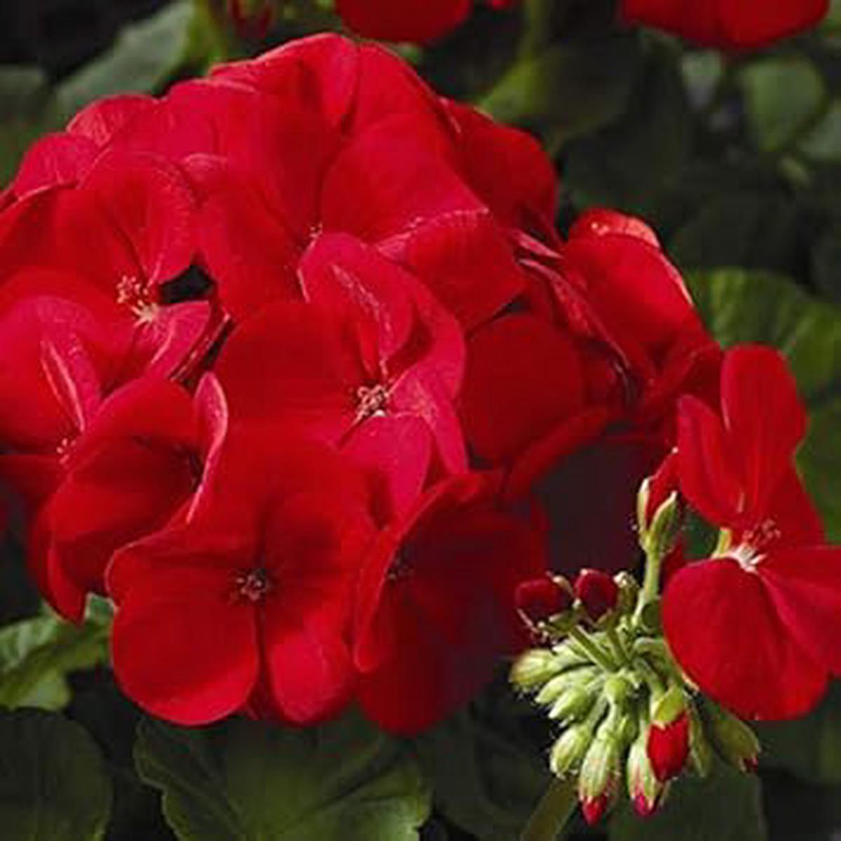 Red Pelargonium Peltatum Heirloom Non-GMO Seeds for Planting  High Germination Organic Garden Seeds for Vibrant Blooms