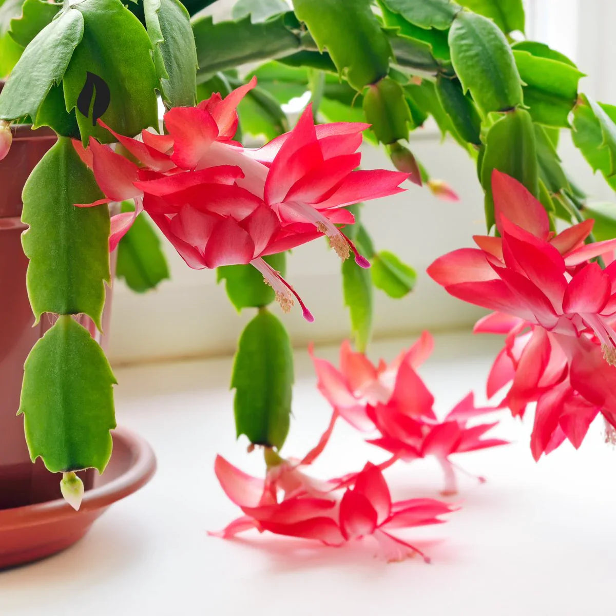 Zygocactus Schlumbergera Flower Seeds for Planting  Heirloom, Non-GMO, High Germination Garden Seeds