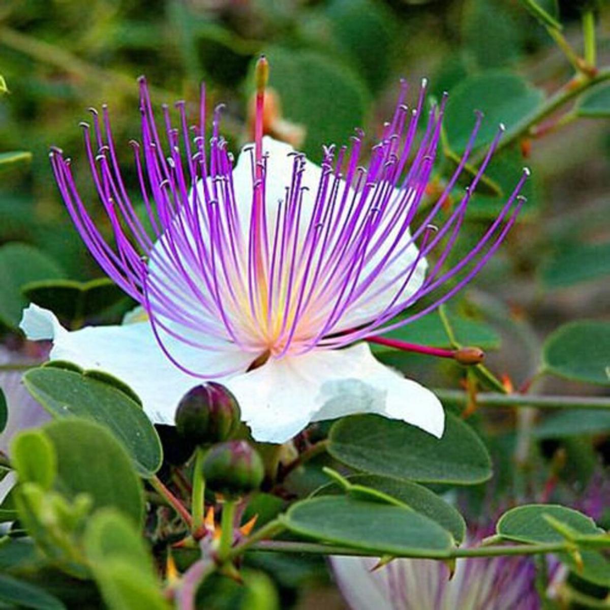 Capparis Flower Seeds for Planting – Heirloom Non-GMO High Germination Organic Garden Seeds
