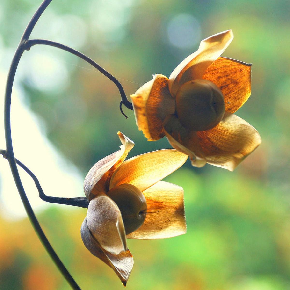 Wood Rose (Merremia tuberosa) Flower Seeds for Planting Heirloom, Non-GMO, Tropical Vine, Perennial