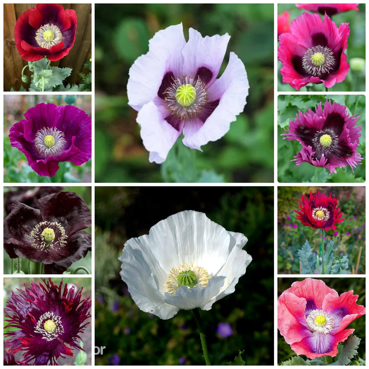 - Ultimate Mixed Poppy Seed - P Somniferum - Beautiful Varieties Seeds  Heirloom, Non-GMO, High Germination Organic Garden Seeds