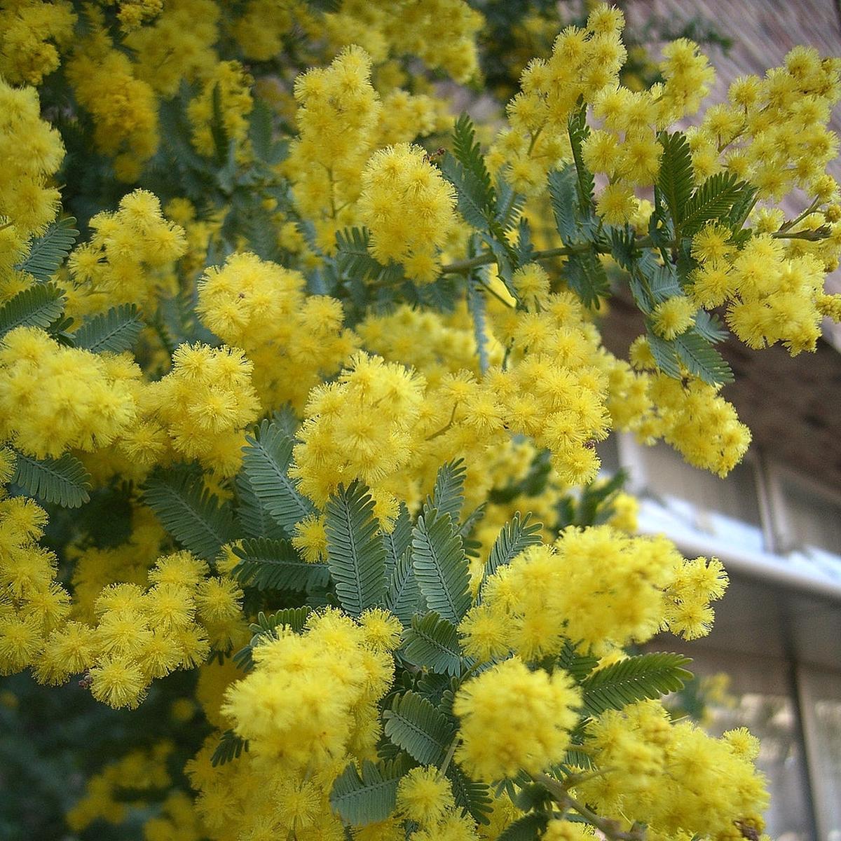 Acacia Baileyana Purpurea Flower Seeds for Planting  Heirloom, Non-GMO, Fast-Growing, Tree