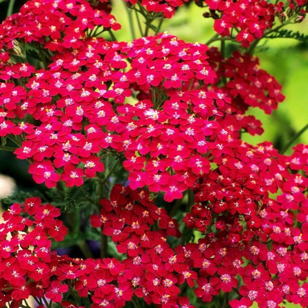 Achillea 'Colorado Red' Seeds for Planting  Heirloom, Non-GMO, Rich Red, Perennial