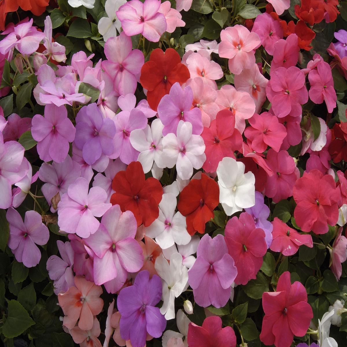Heirloom Non-GMO Guinea Flower Seeds for Planting Bright Tropical Ornamental Garden Blooms | High Germination