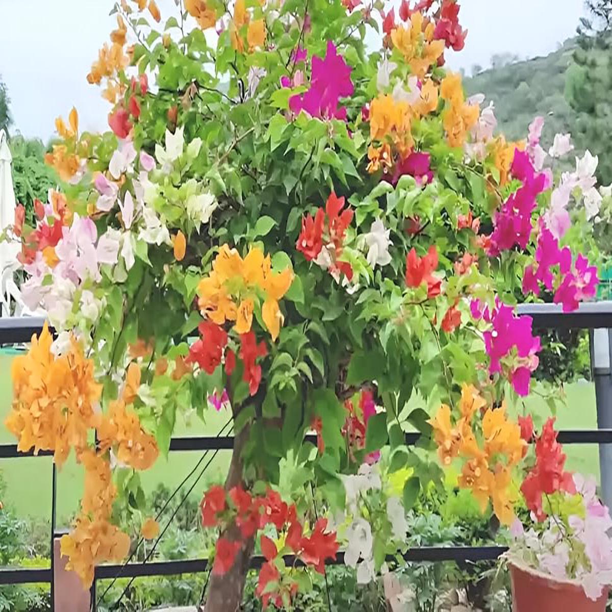 Mixed Colour Four Seasons Flower Seeds for Planting  Heirloom, Non-GMO, High Germination Garden Seeds