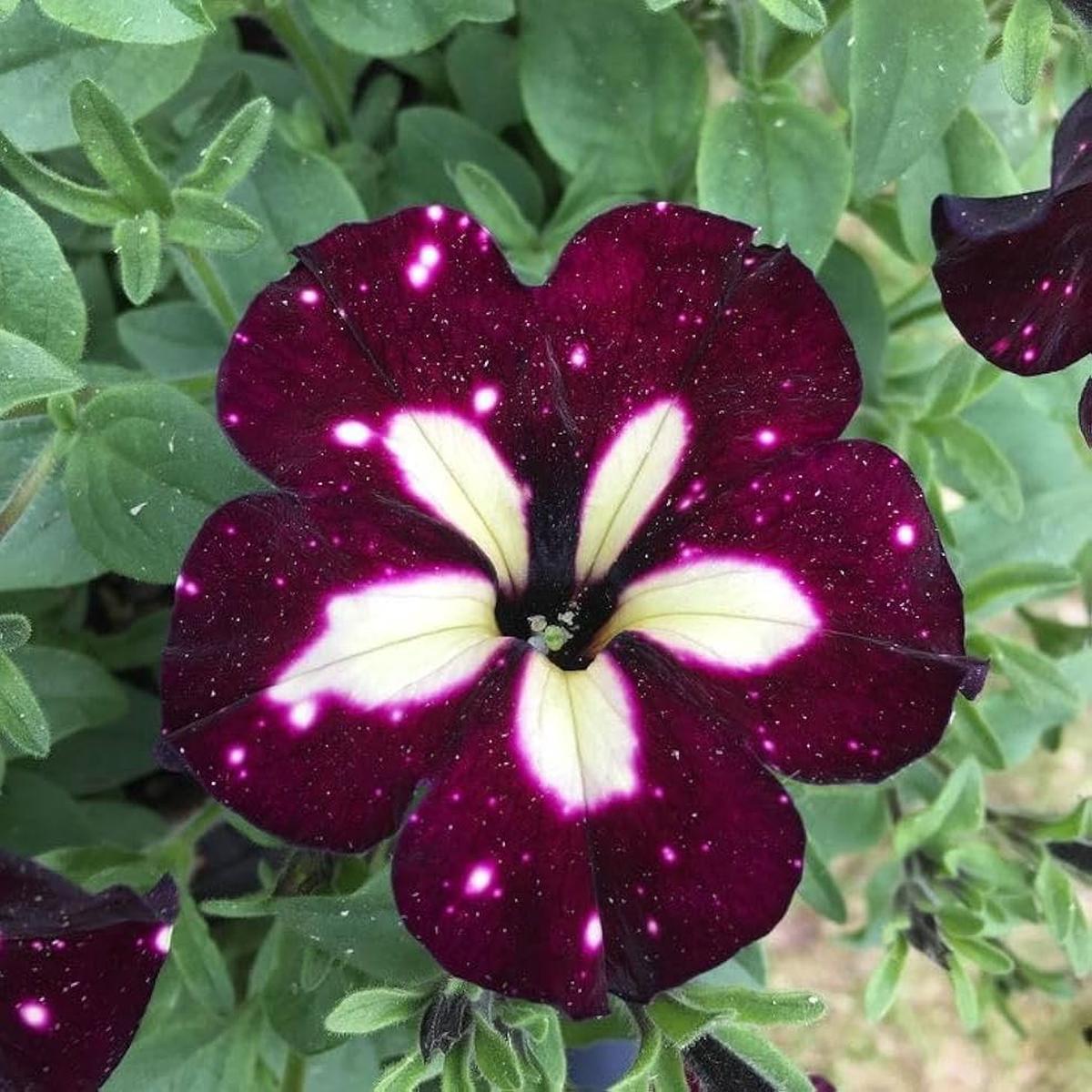 White & Maroon Petunia Flower Seeds for Planting Easy to Grow Heirloom Non-GMO GMO Free Seeds for Home Garden