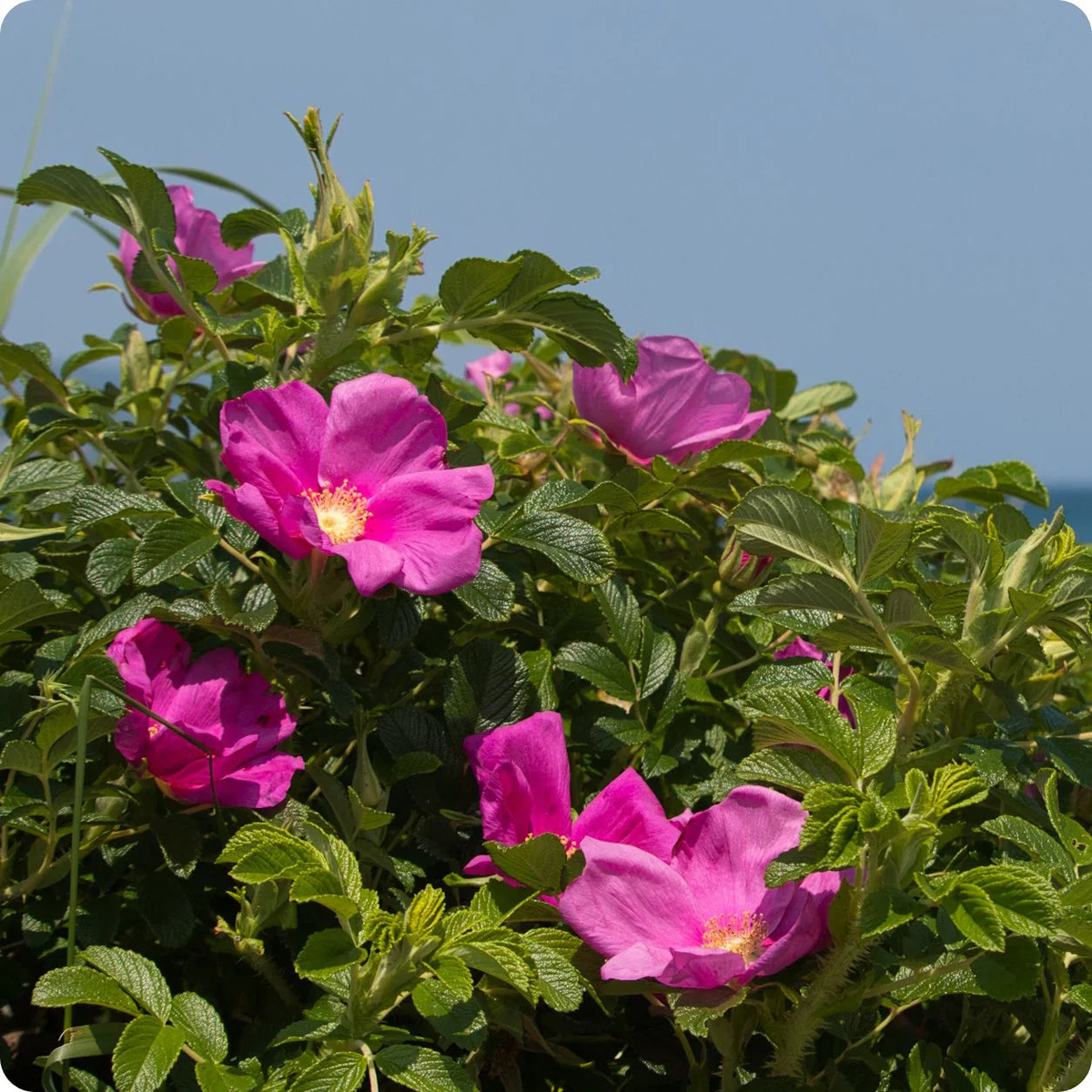 Pink Rugosa Flower Seeds  Heirloom, Non-GMO, Bright Blooms