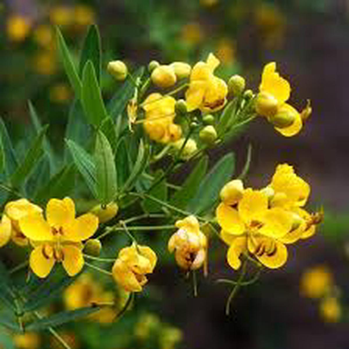 Yellow Didymobotrya Flower Seeds for Planting  Heirloom, Non-GMO, High Germination Organic Garden Seeds