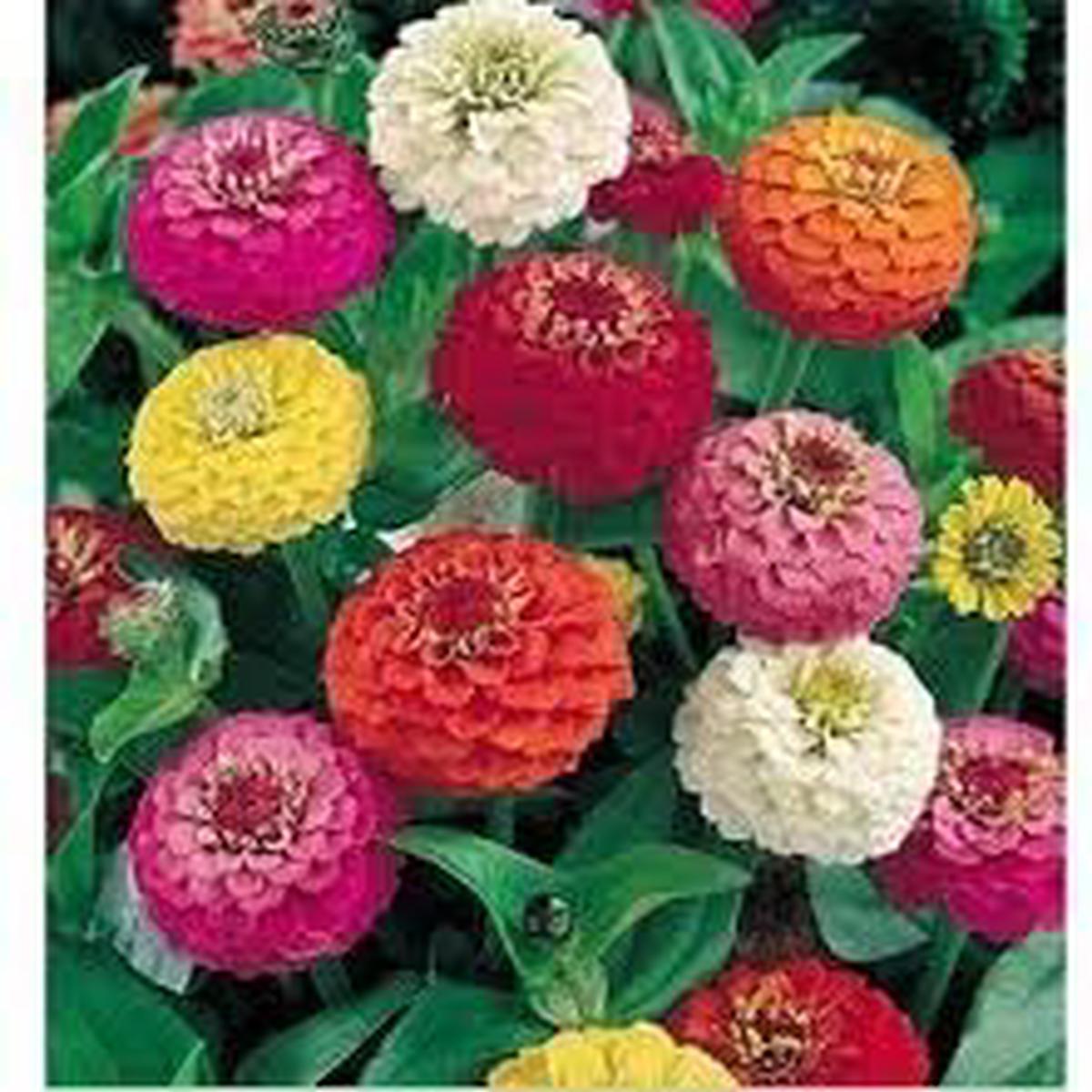 Zinnia Oklahoma Double Bloom Flower seeds for Planting Drought Tolerant Heirloom & GMO Free Seeds for Home Garden
