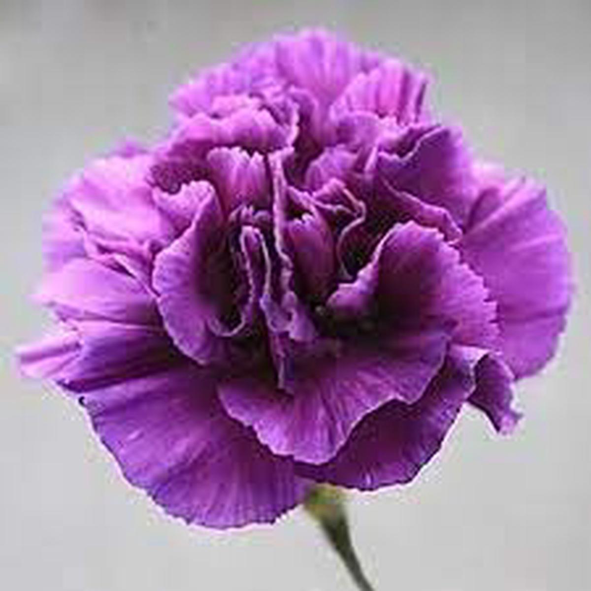 Carnation Flower Seeds for Planting  Heirloom Non-GMO High Germination Organic Garden Seeds
