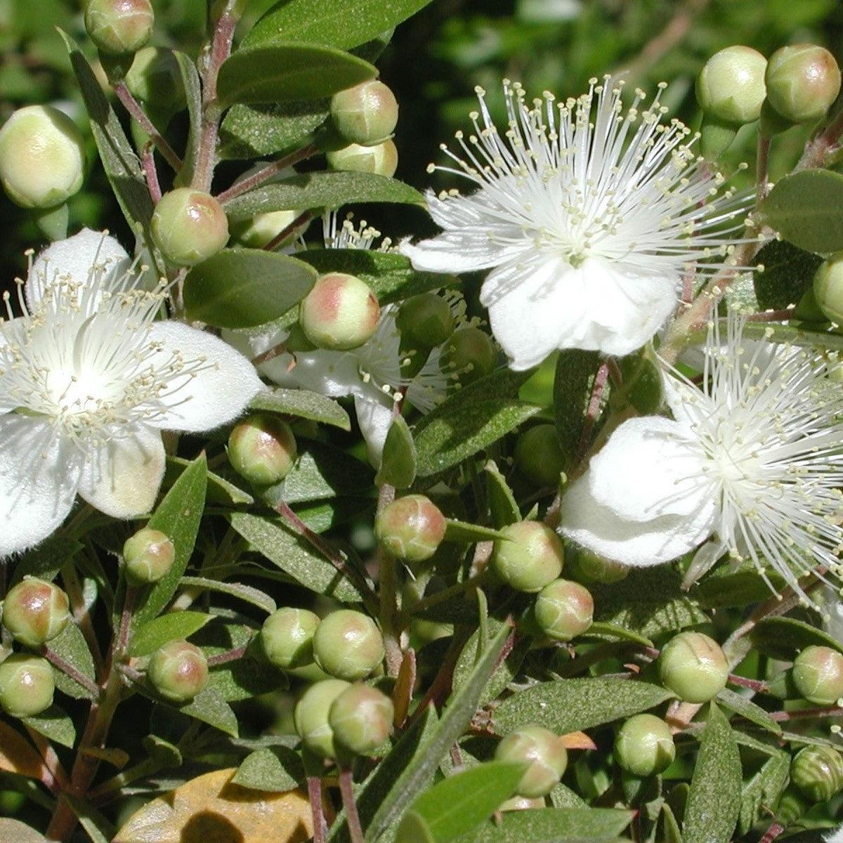 Myrtus Communis (Myrtle) Flower Seeds for Planting Heirloom, Non-GMO, Evergreen, Fragrant