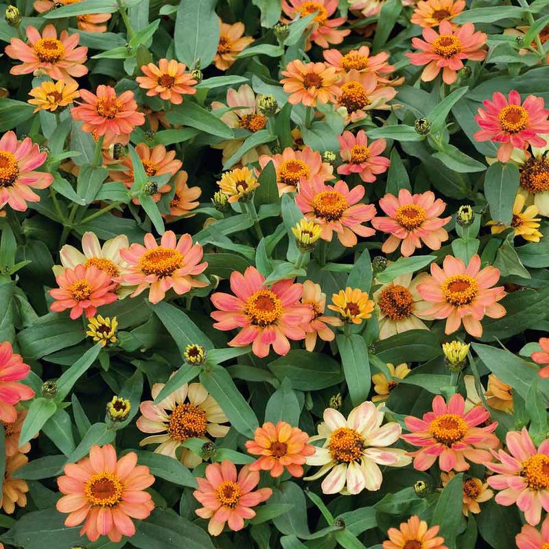 Zinnia Seeds - Profusion Apricot