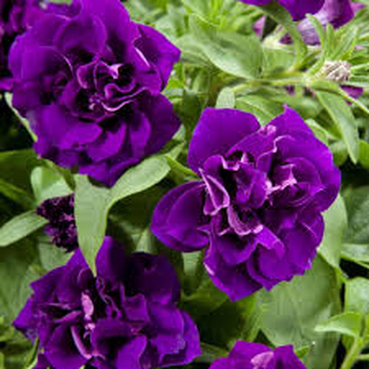 Dark Purple Double Petunia Seeds for Planting  Heirloom Non-GMO High Germination Organic Garden Seeds