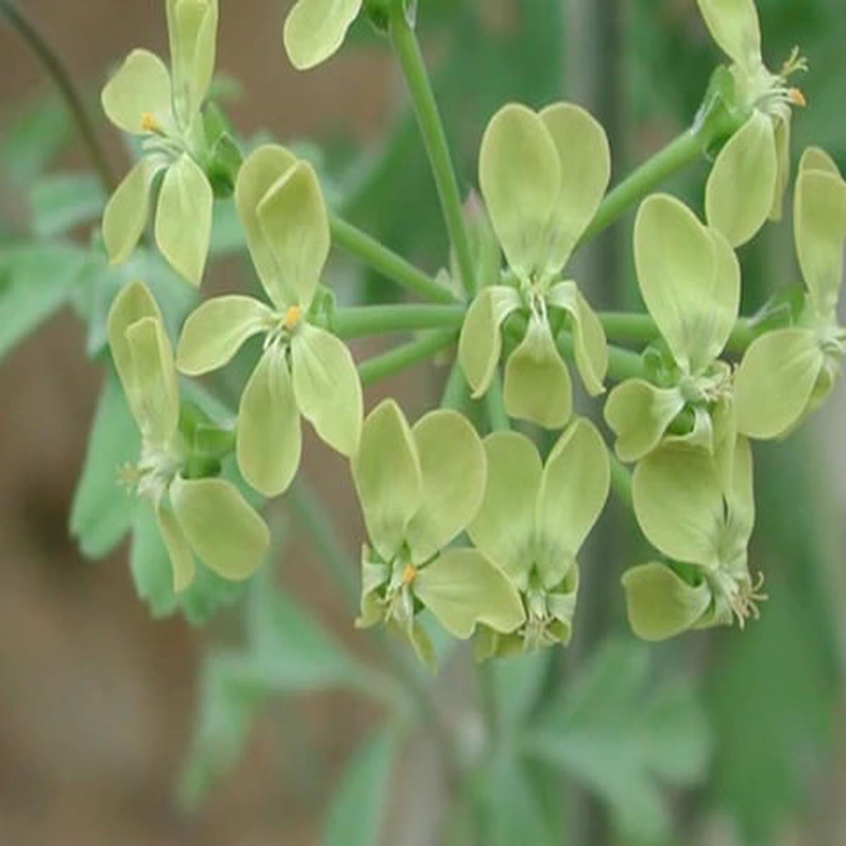 Green Pelargonium Flower Seeds for Planting Heirloom, Non-GMO, Easy to Grow, High Germination Seeds