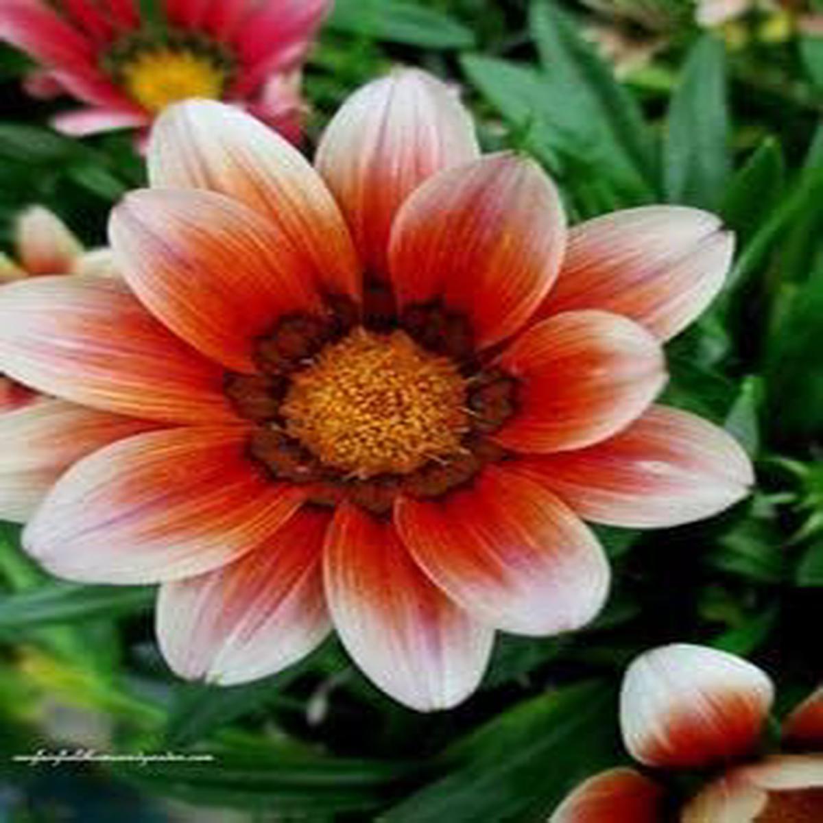 Orange White Gazania Flower Seeds for Planting  Heirloom, Non-GMO, Easy to Grow Organic Garden Seeds