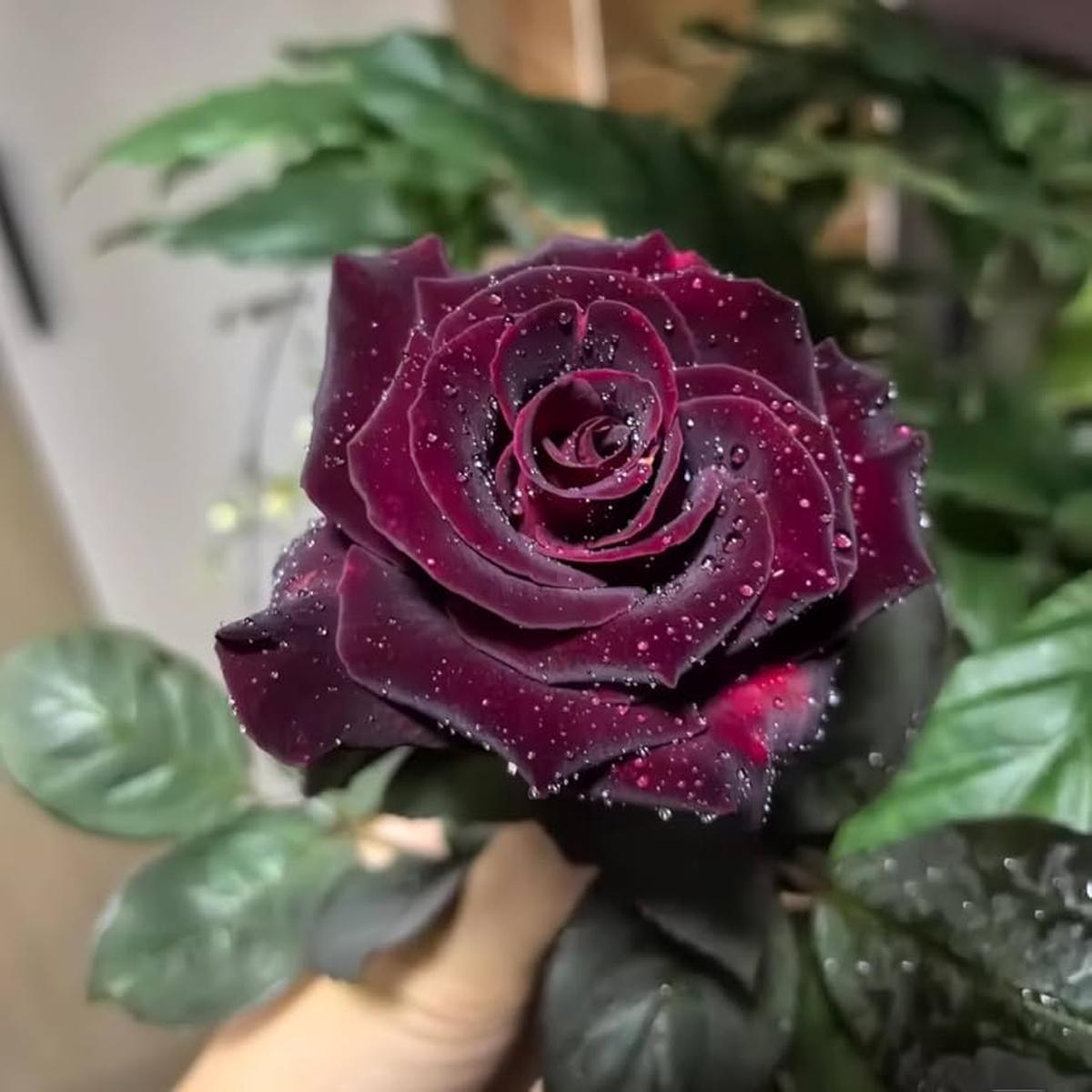 Premium Black Red Rose Flower Seeds Perfect for Planting