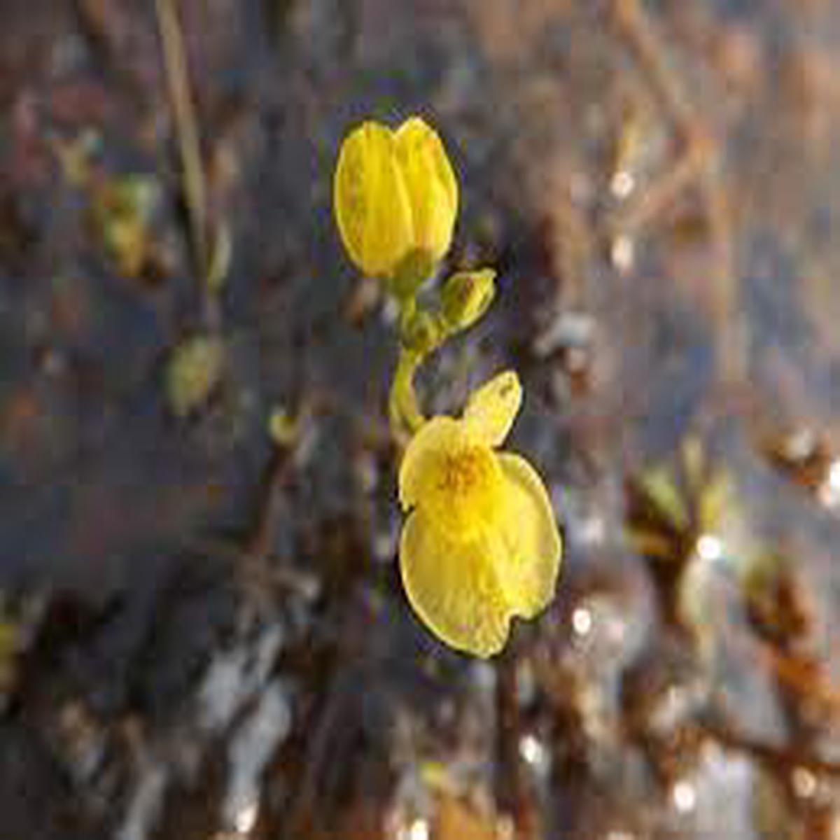 Yellow Utricularia Flower Seeds for Planting Heirloom, Non-GMO, High Germination Organic Garden Seeds