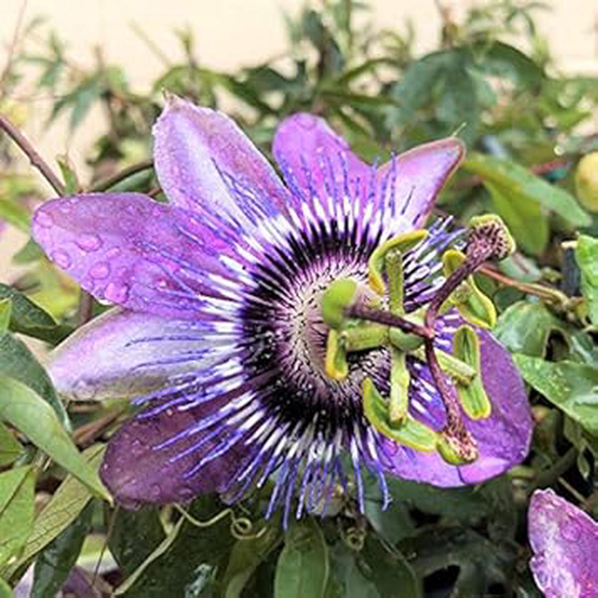Light Violet Passion Flower Seeds  Heirloom Non-GMO Organic Garden Seeds for Planting, High Germination Vines