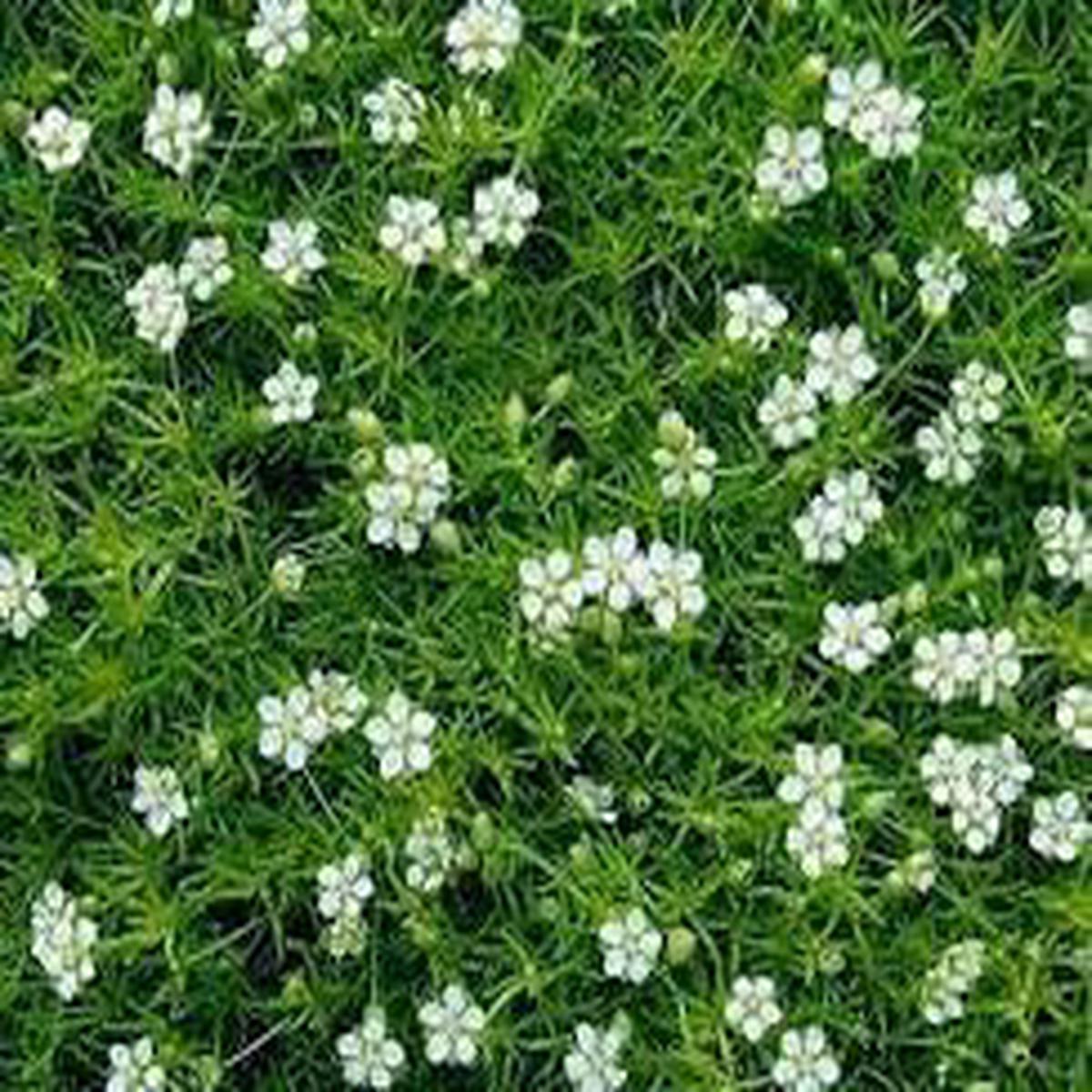 Sagina Subulata Flower Seeds for Planting  Organic, Heirloom, Non-GMO Ground Cover Seeds