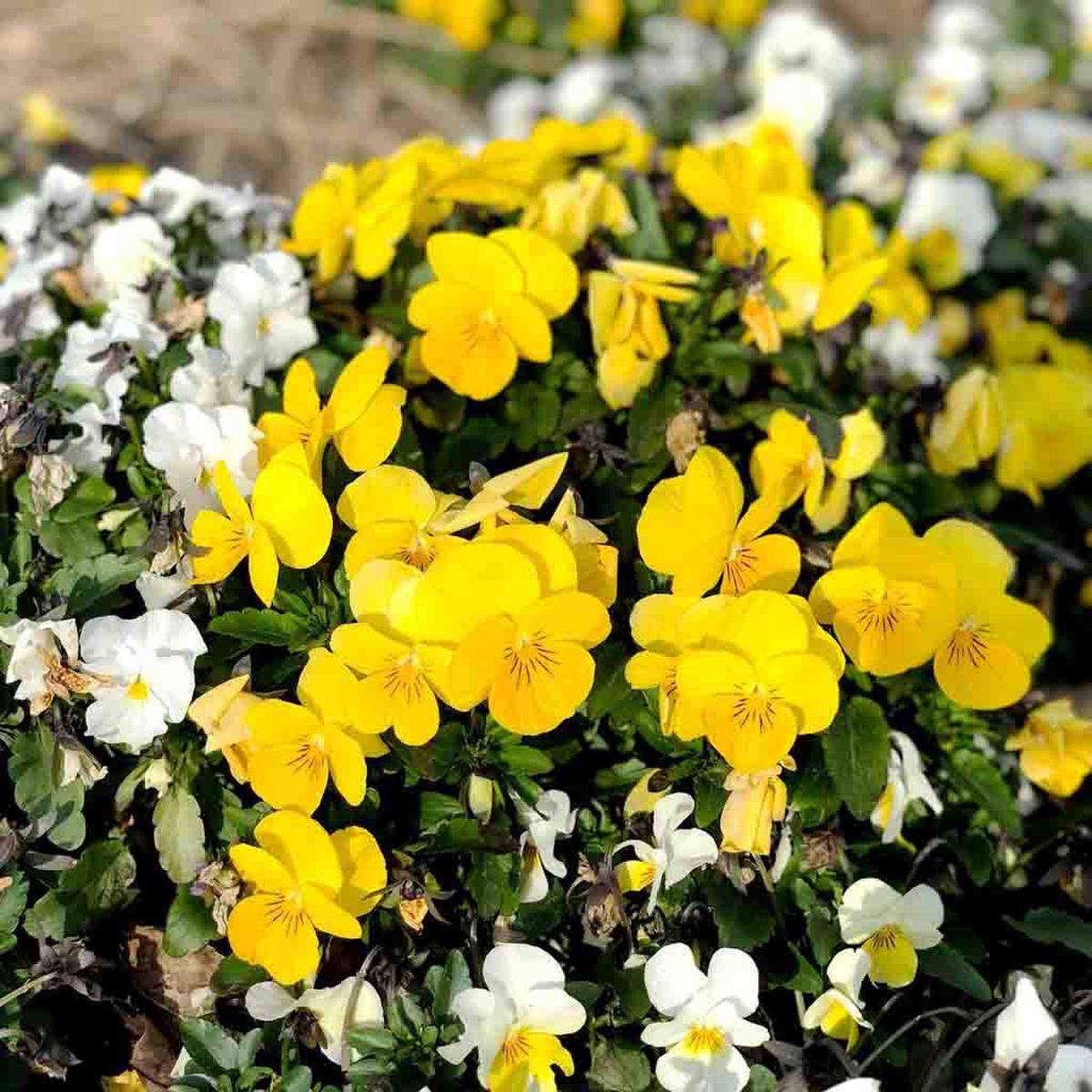 Johnny Jump Up (Viola tricolor) Seeds for Planting Heirloom, Non-GMO, Yellow, Annual