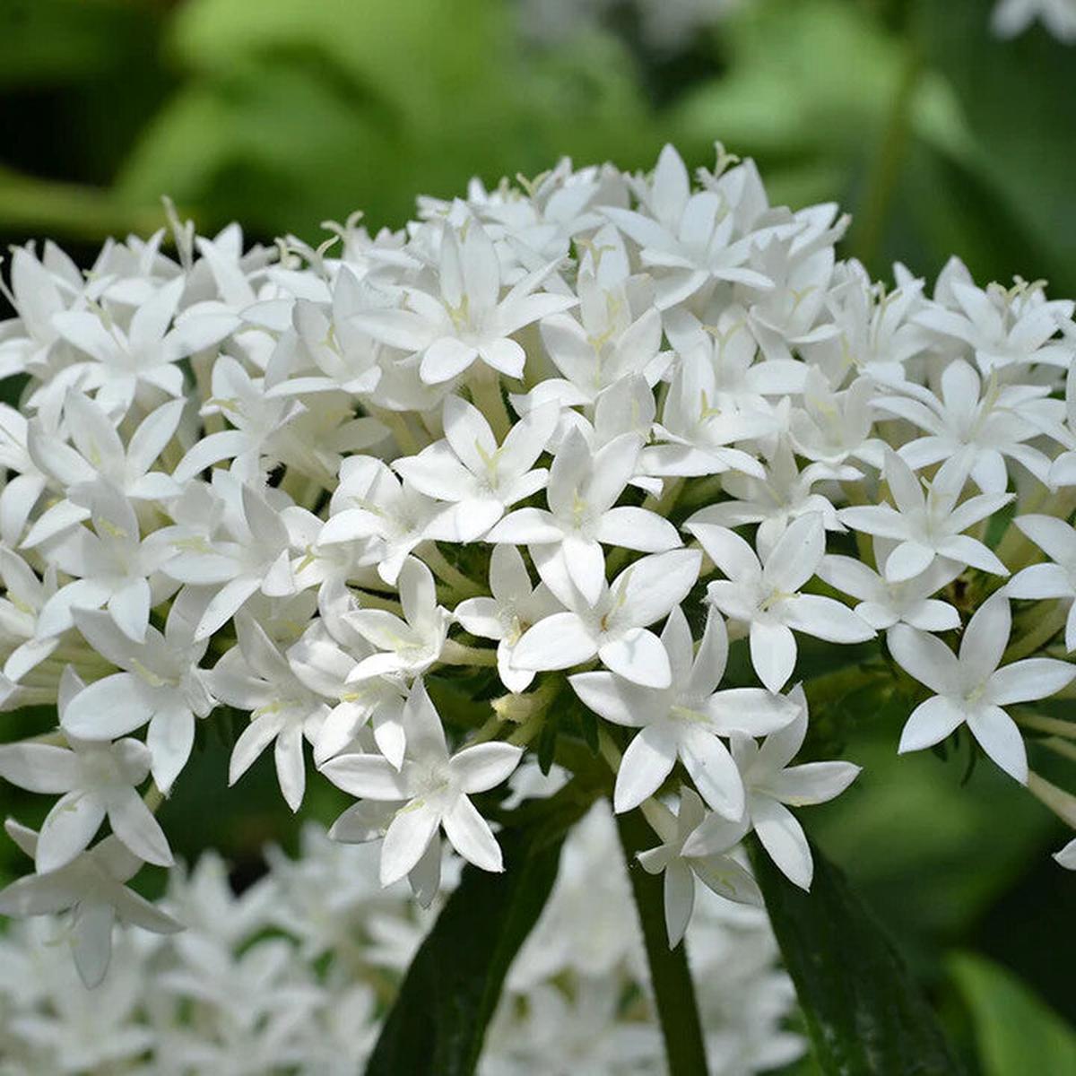 White Pentas Starla Flower Seeds for Planting  Heirloom Non-GMO, High Germination Organic Garden Seeds