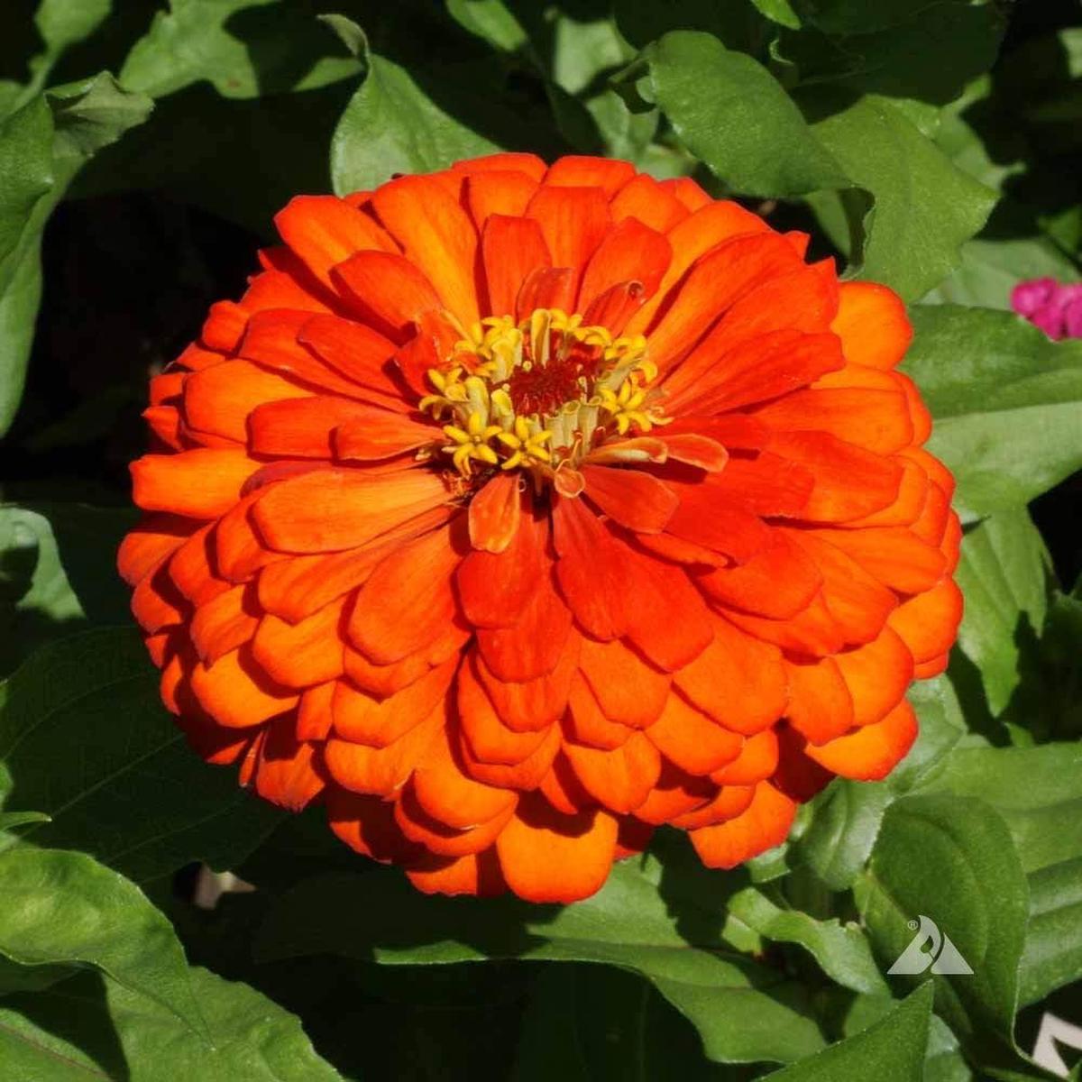 Zinnia Orange Flower Seeds for Planting Heirloom Non-GMO High Germination Organic Garden Seeds