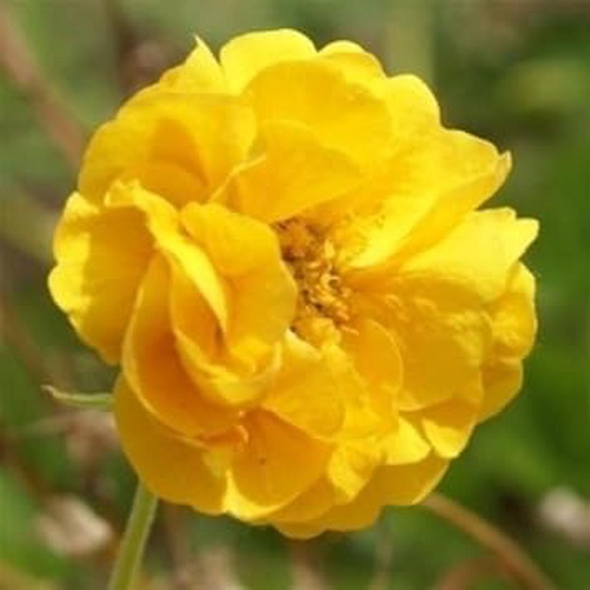 Yellow Avens Sunrise Flower Seeds for Planting  Organic, Heirloom, Non-GMO Garden Seeds