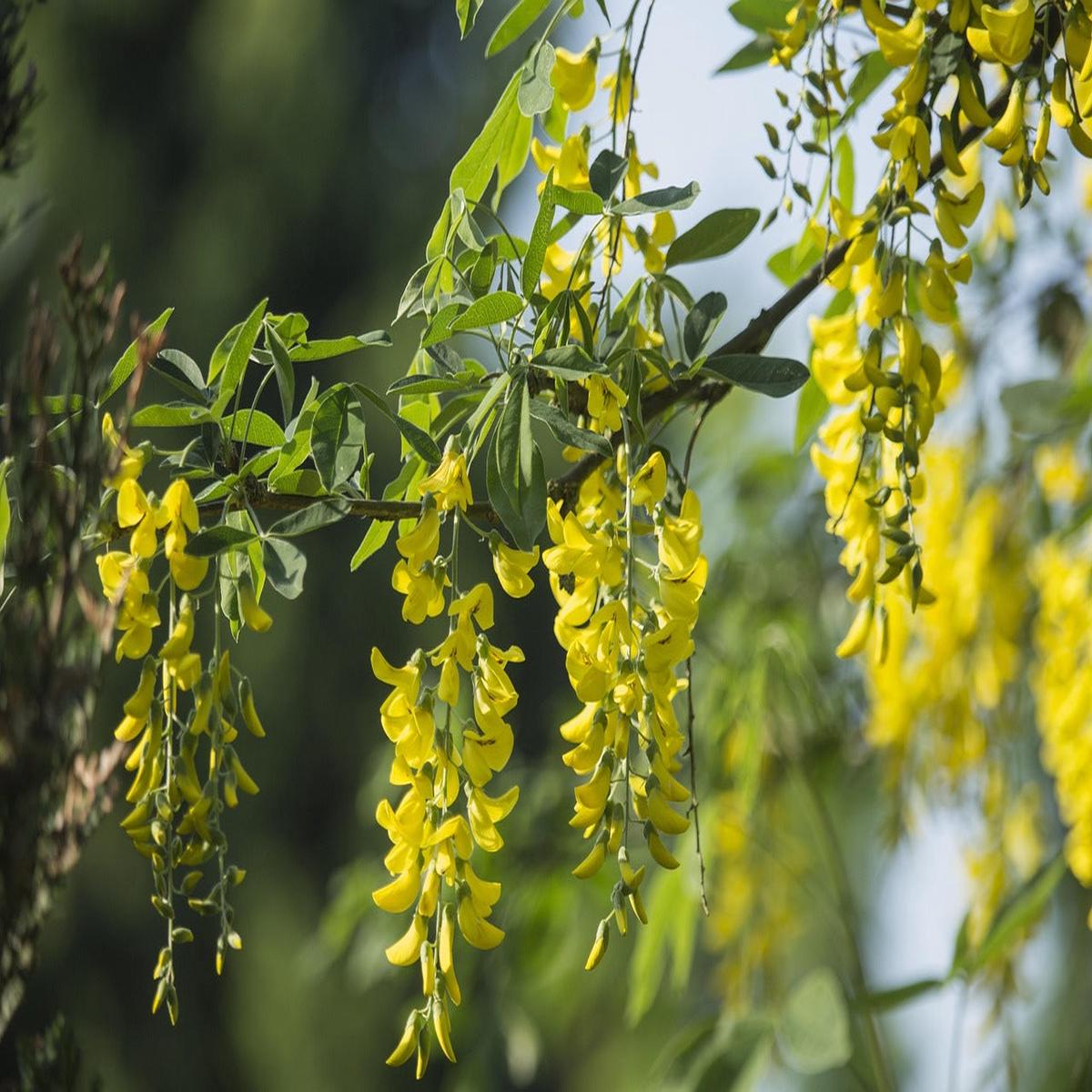 Acacia Flower Seeds  Heirloom, Non-GMO Flower Seeds for Planting