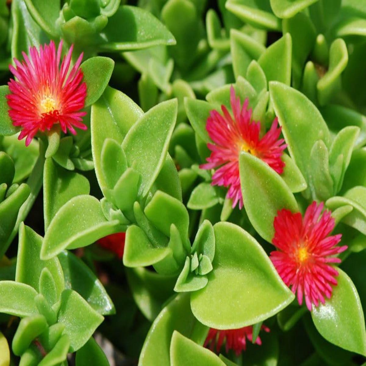 Heirloom Aptenia Cordifolia Flower Seeds for Planting ?? Non-GMO, Ground Cover Flower Seeds