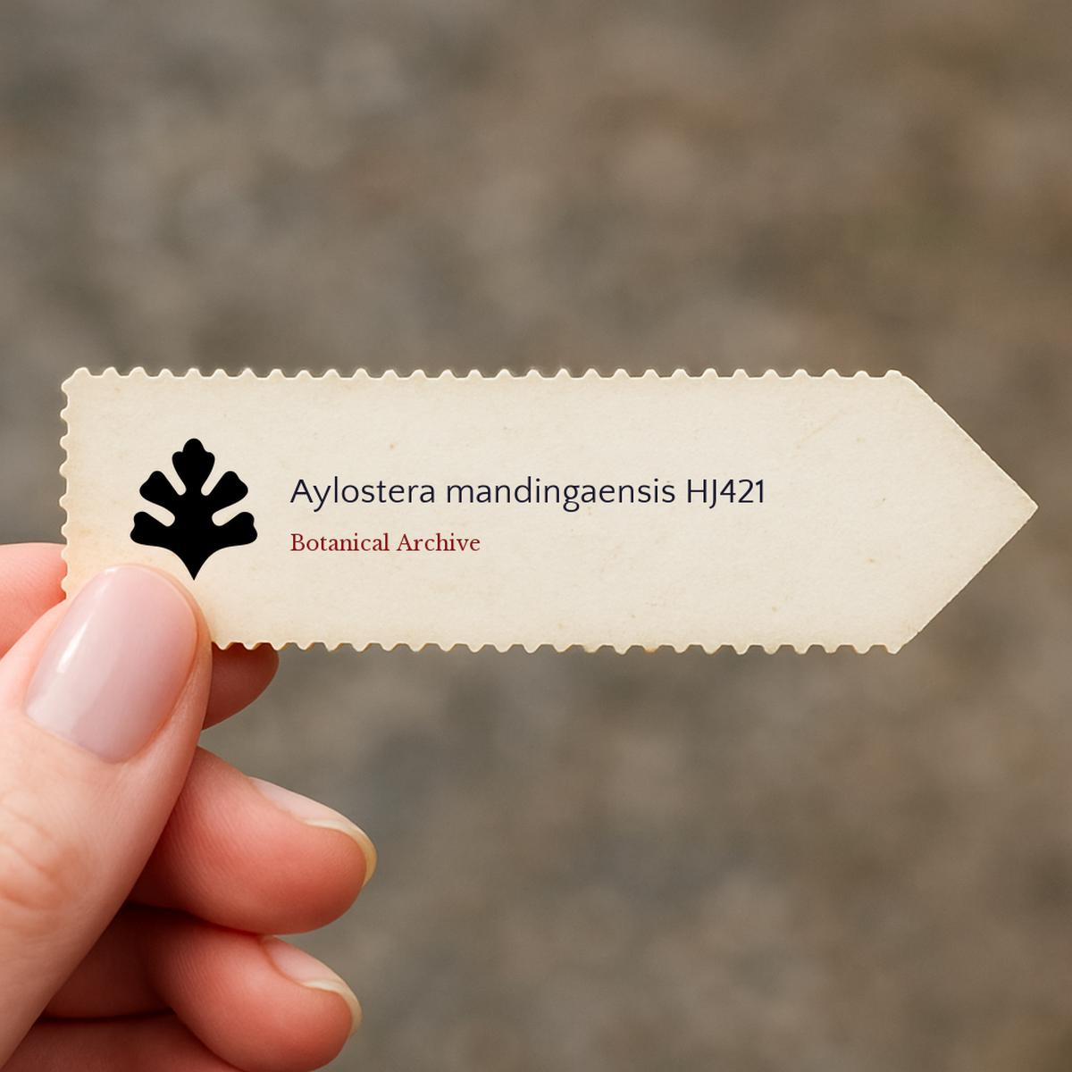 Aylostera mandingaensis HJ421 SEEDS
