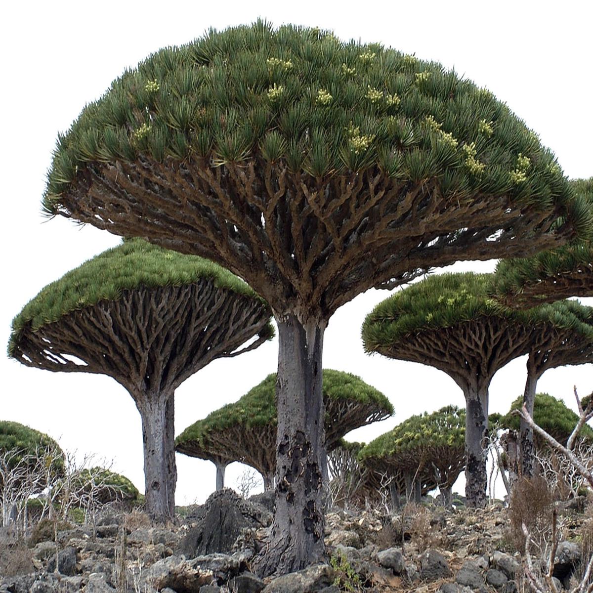 Dracaena draco SEEDS