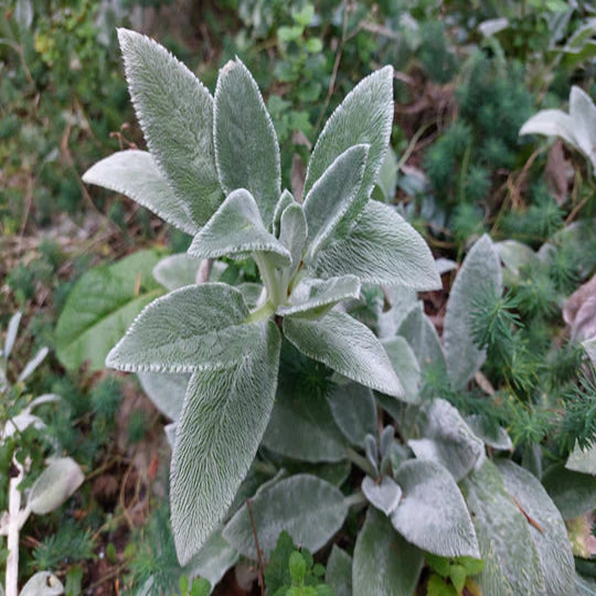 Lambs Ears - Eagleridge Seeds