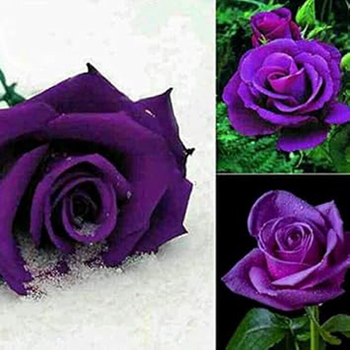 Light Lavender Snow Rose Flower Seeds for Planting  Heirloom, Non-GMO, High Germination, Organic Garden Seeds