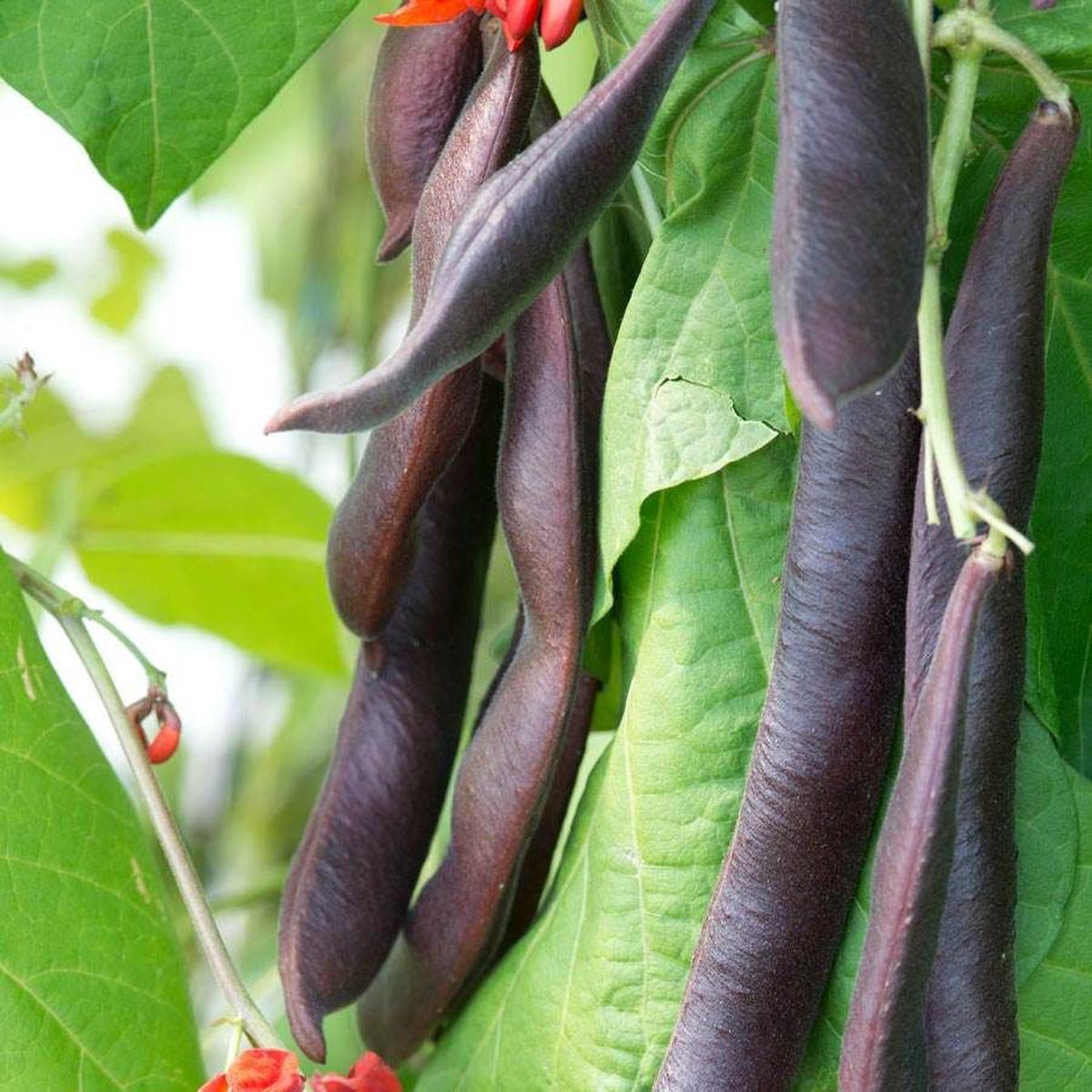 Black Knight Heirloom Runner Bean Seeds
