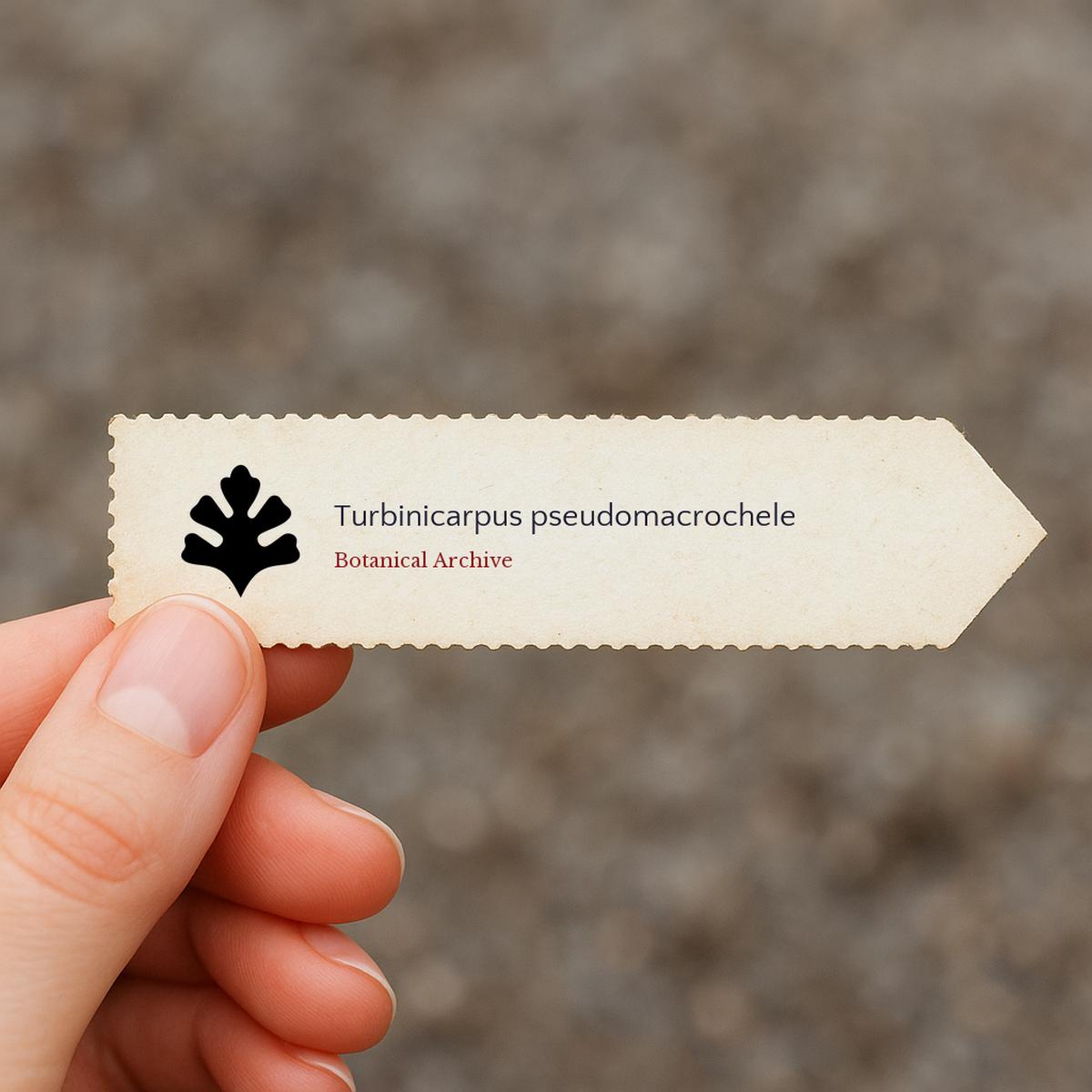Turbinicarpus pseudomacrochele (Vista Hermosa) SEEDS