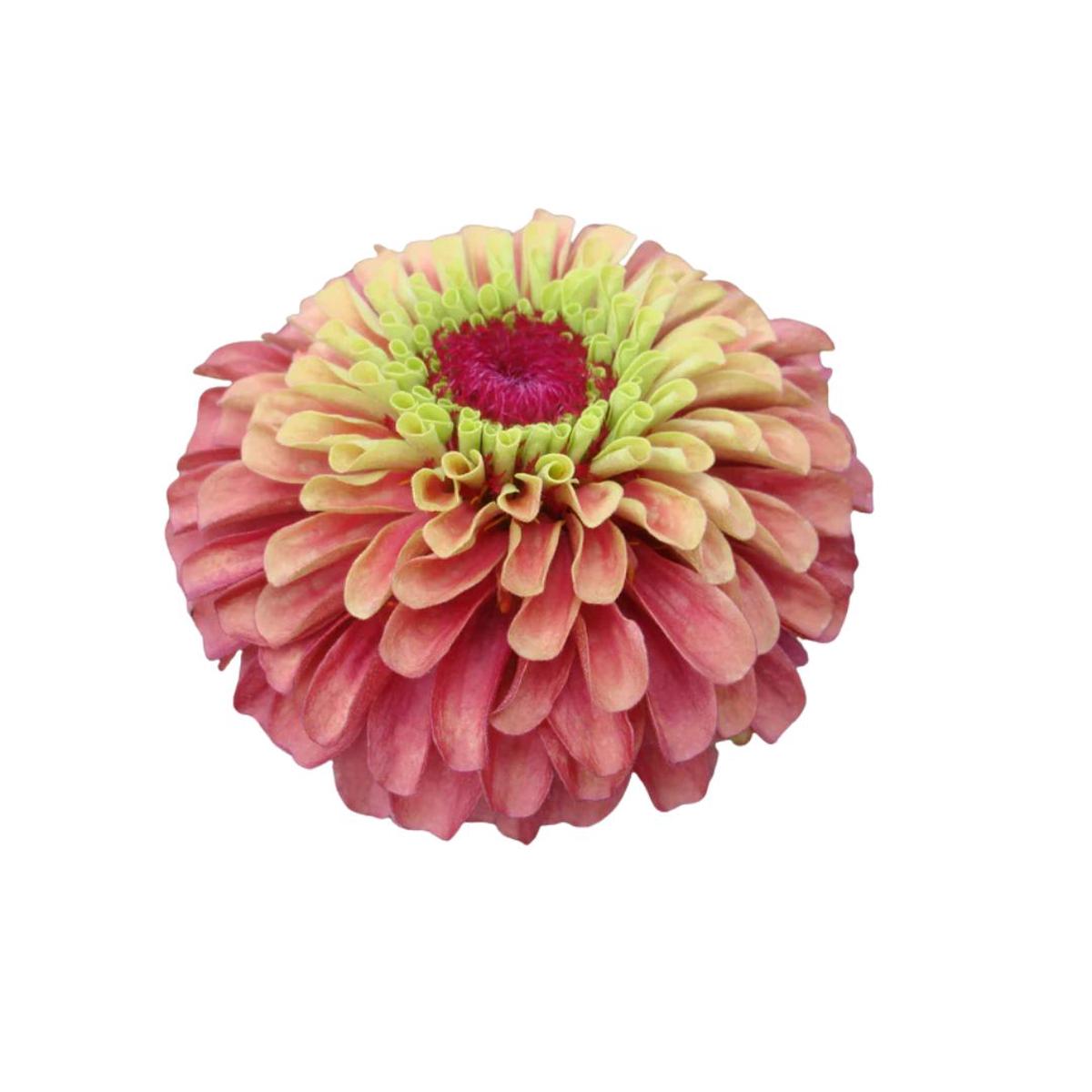 Zinnia Queeny Lime Red Seeds | West Coast Seeds