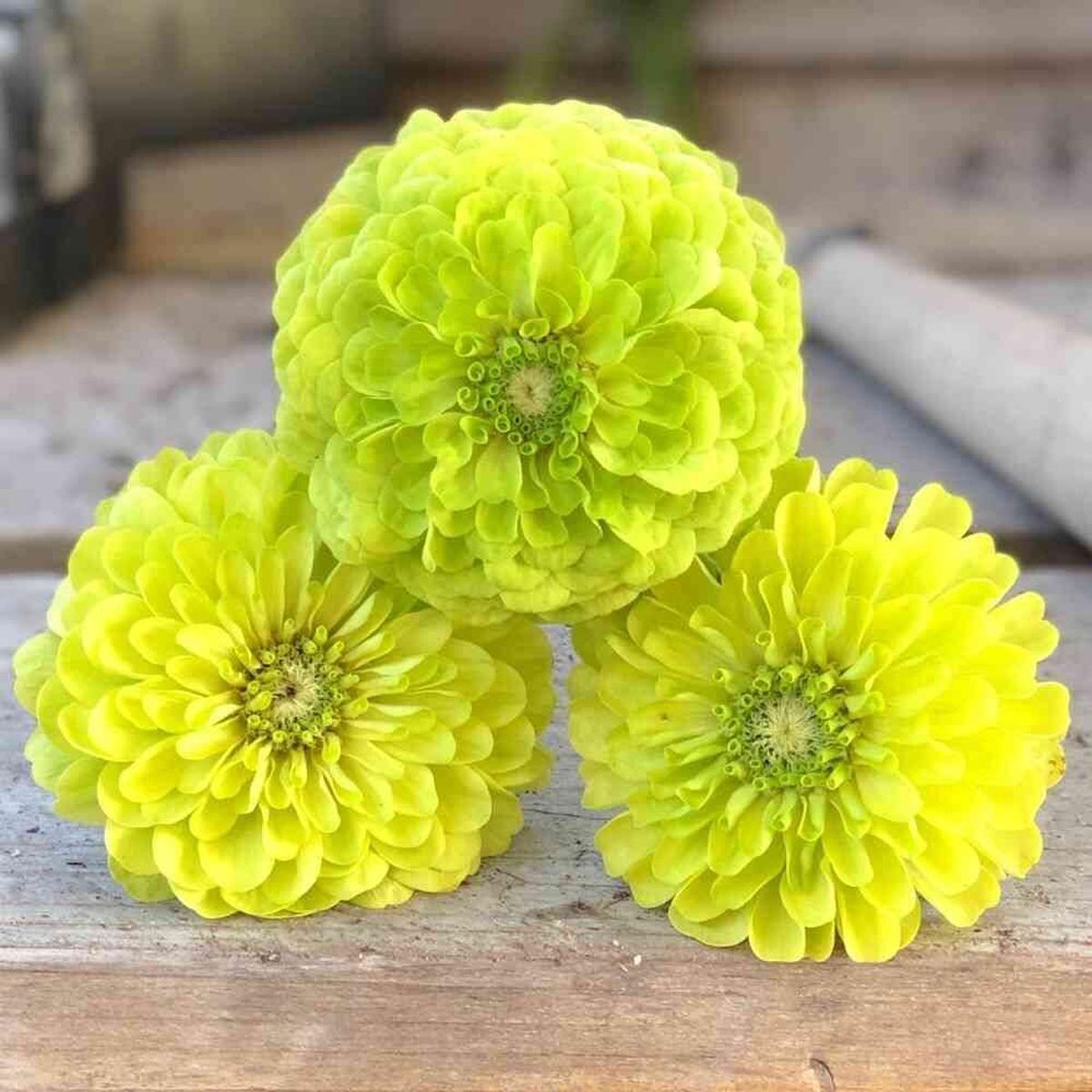 Zinnia, Benary's Giant Lime