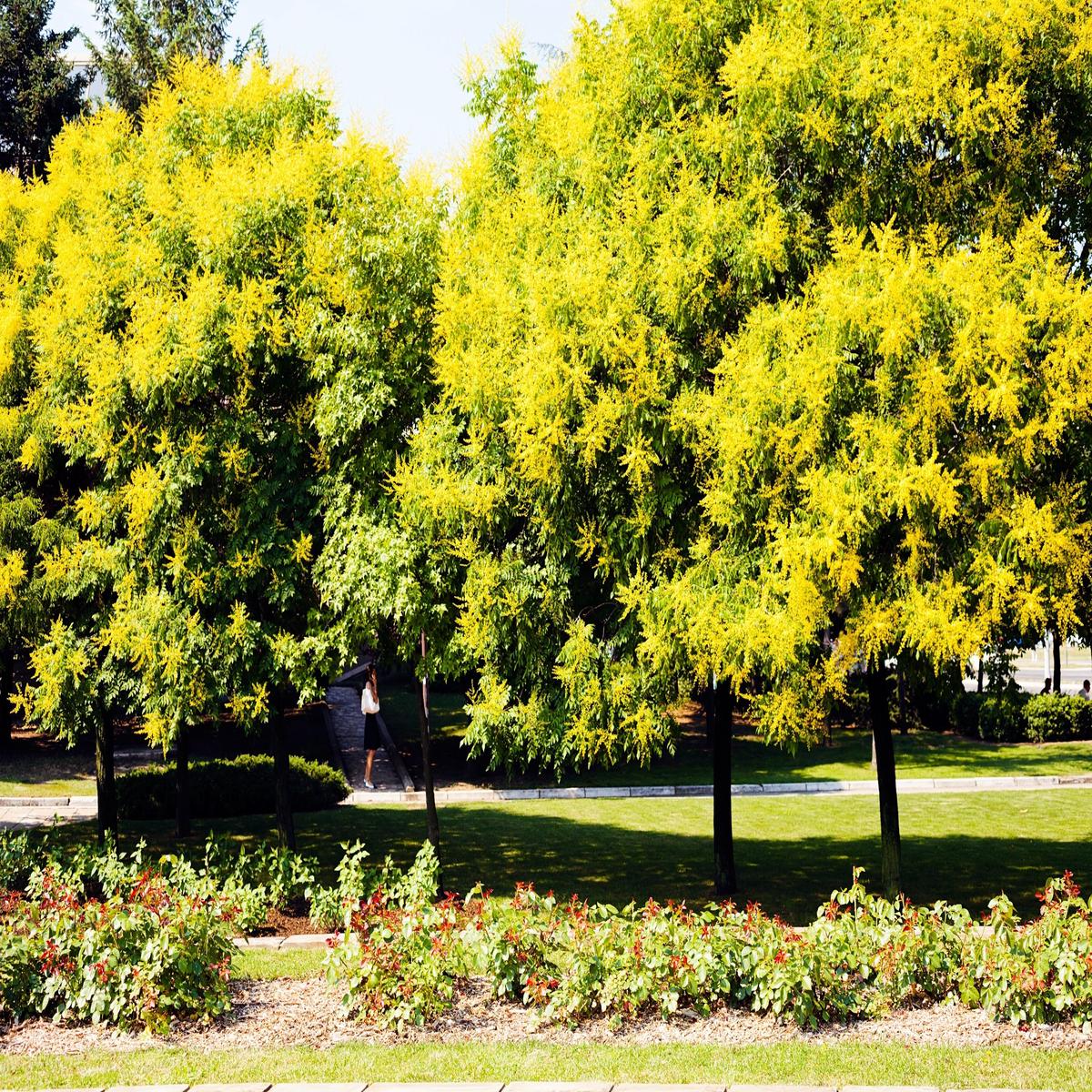 10 GOLDEN RAIN TREE Goldenrain Koelreuteria Paniculata Yellow Flower Seeds