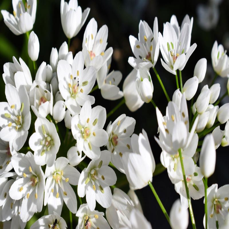 10 WHITE ALLIUM Neapolitanum Flowering or Naples Onion, Neopolitan or Daffodil Garlic Ornamental Flower Seeds