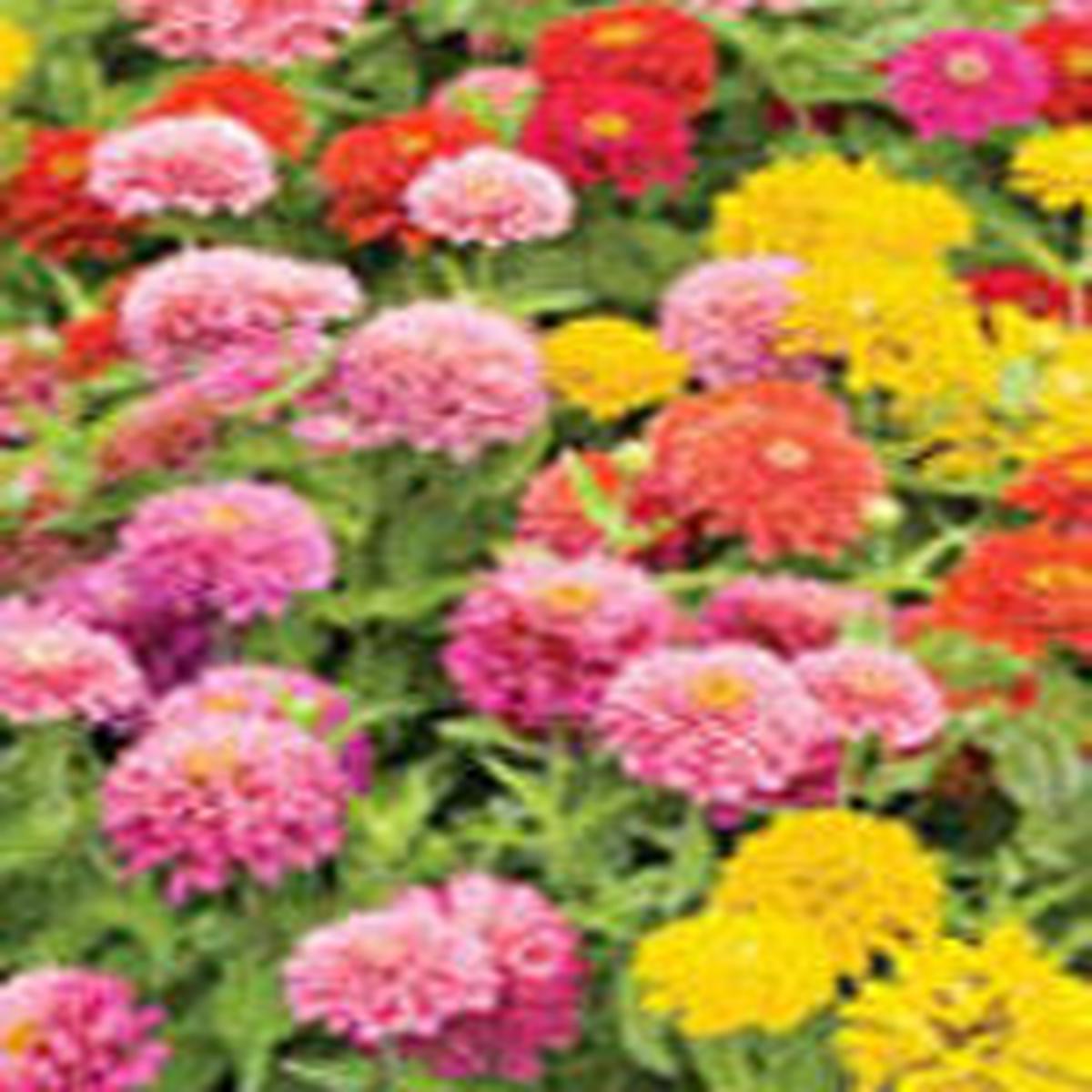 Zinnia Pom Pom Mix - Ontario Seed Company