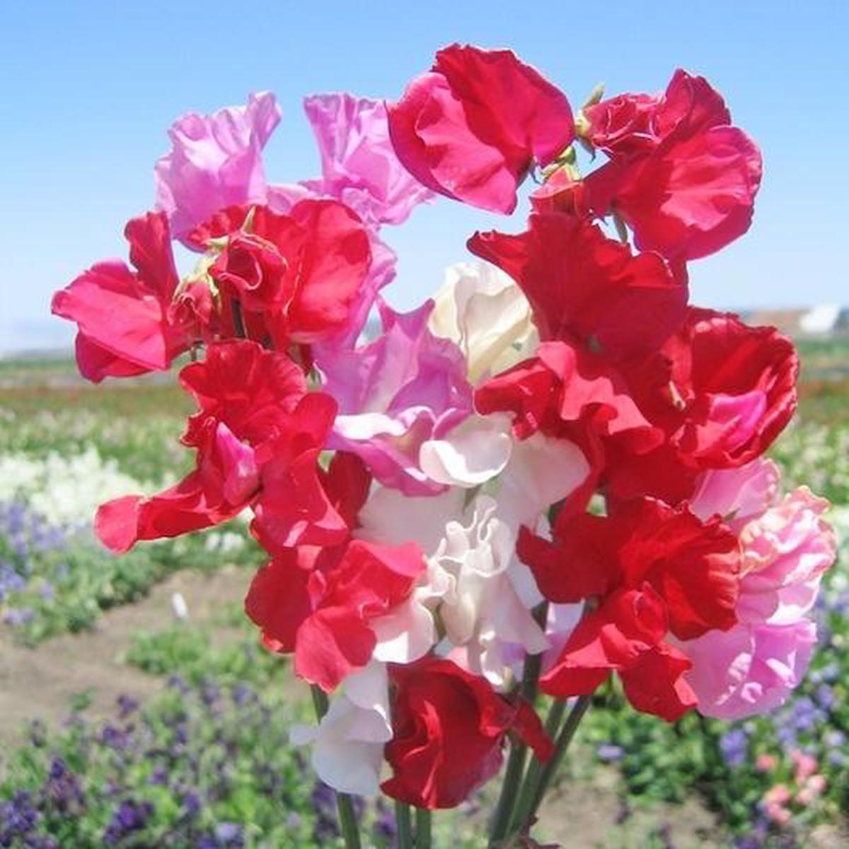"Sweetheart" Sweet Pea Mix