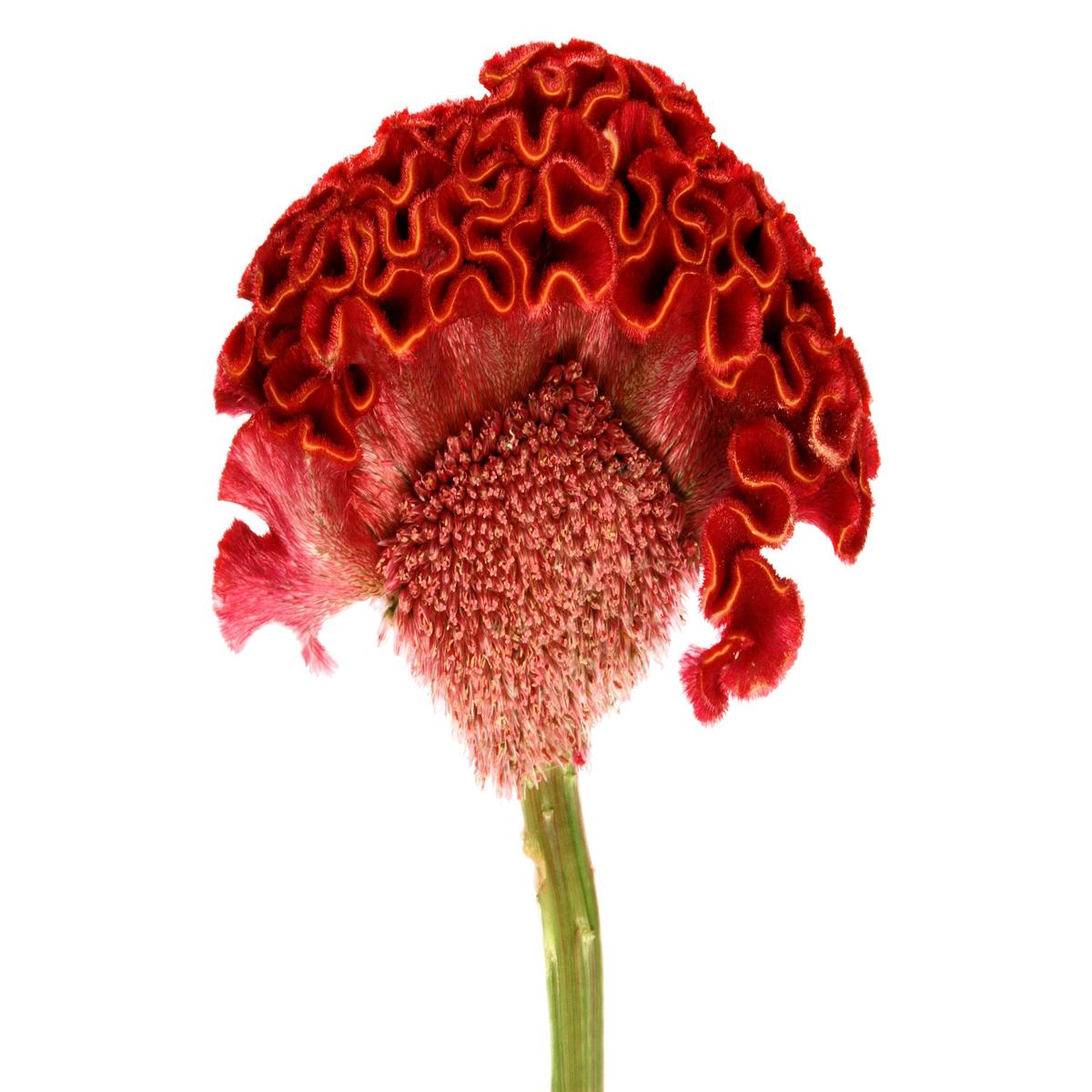 100 CORAL GARDENS Mix CELOSIA Cockscomb Celosia Argentea Cristata Flower Seeds