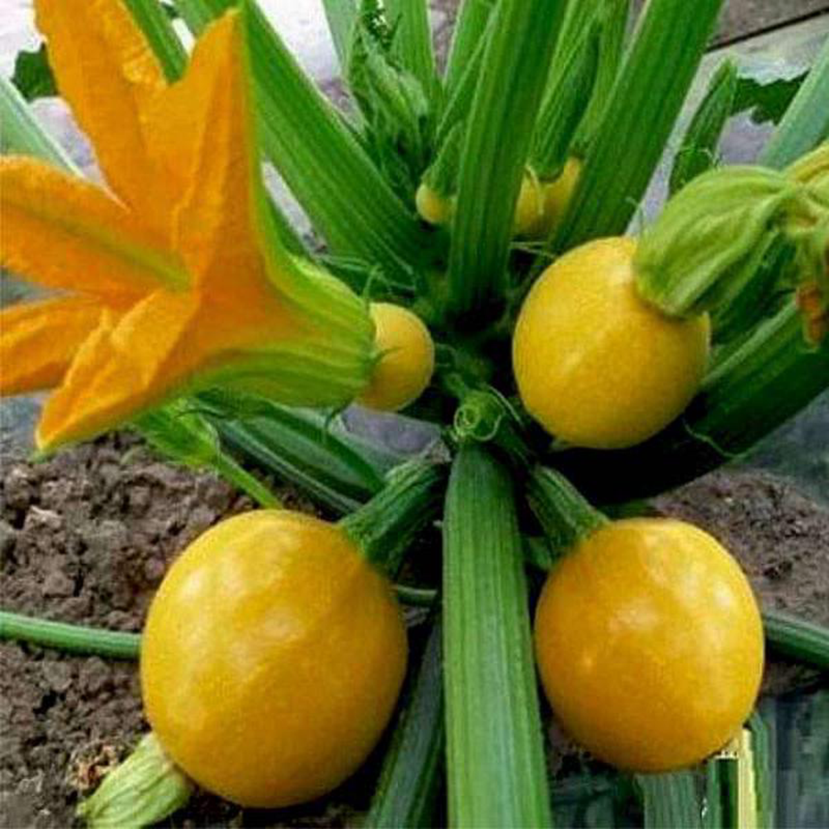 Zucchini Imported Round Yellow 8211 Vegetable Seeds