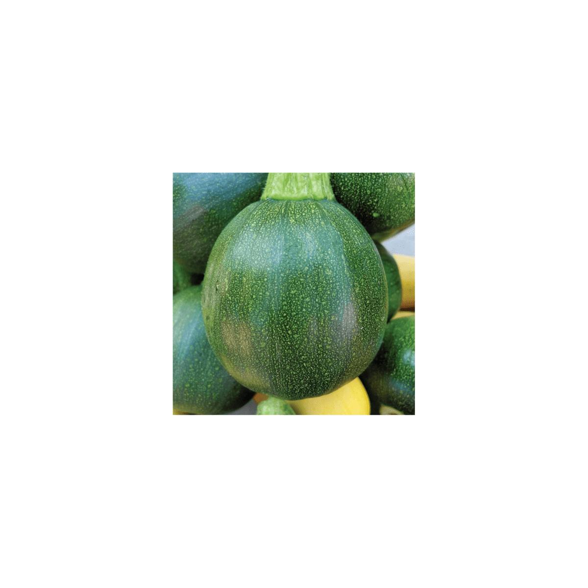 Zucchini Ronde De Nice Seeds (Aimers International)| OSC Seeds