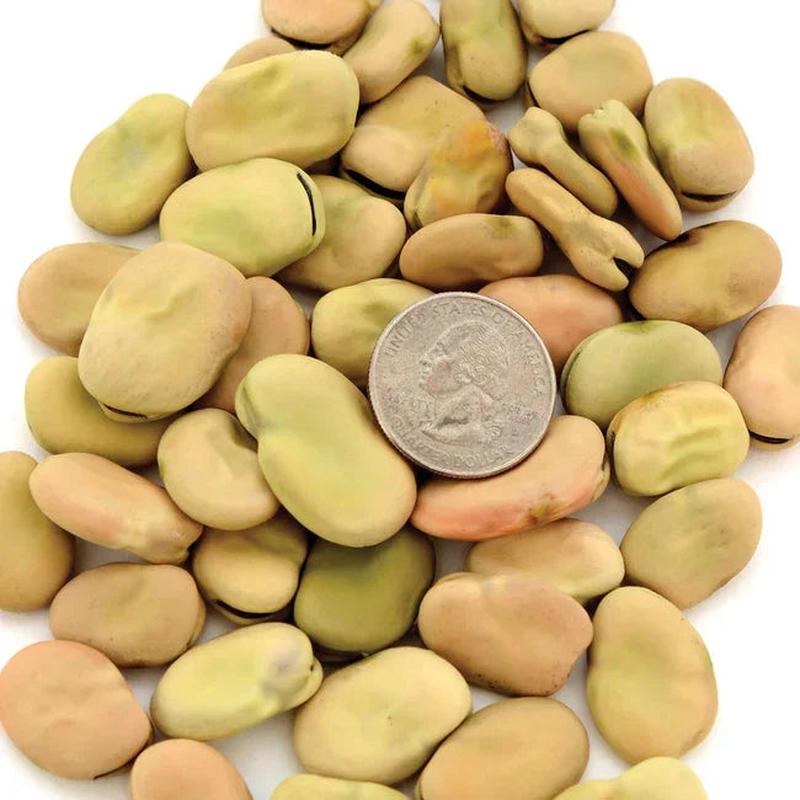 Aprovecho Bean Seeds (Organic)