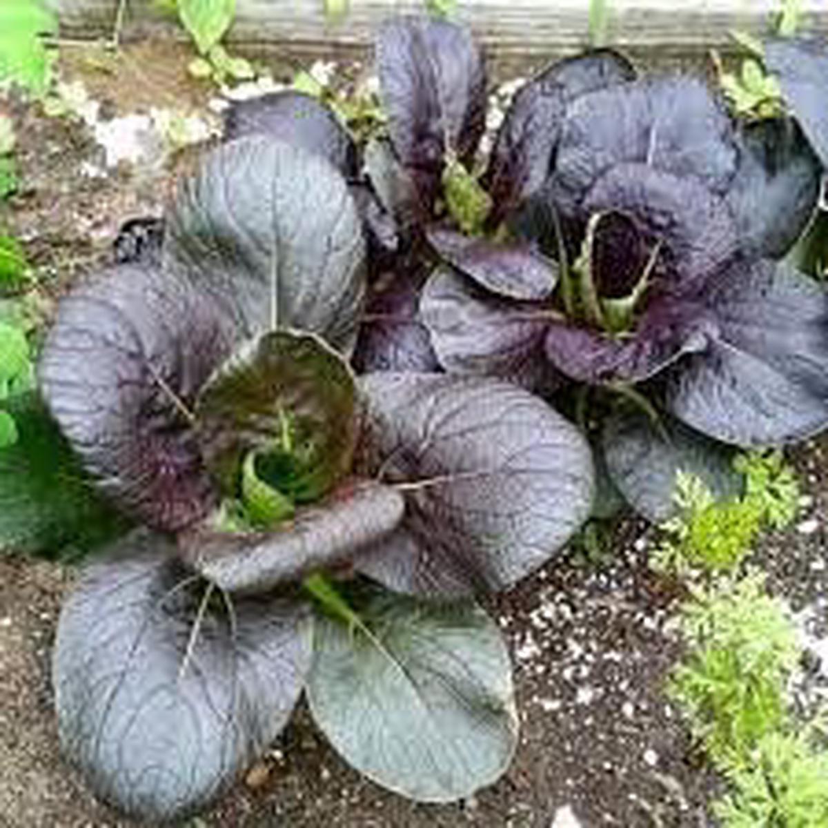 Dark Purple Bok Choy Seeds for Planting  Heirloom, Non-GMO, Nutrient-Rich Greens  Organic Garden Seeds